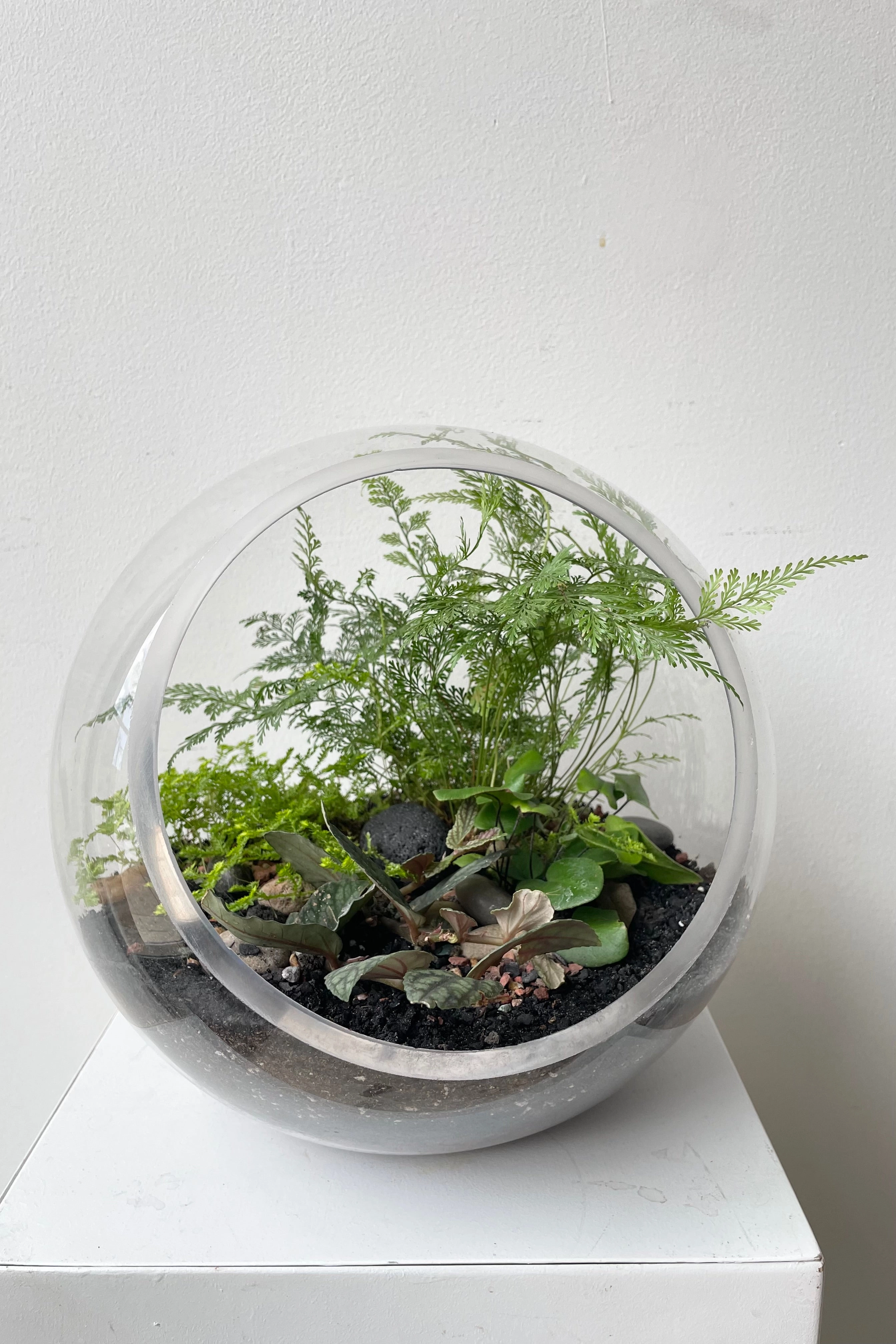 Hurricane Planted Terrarium 9"