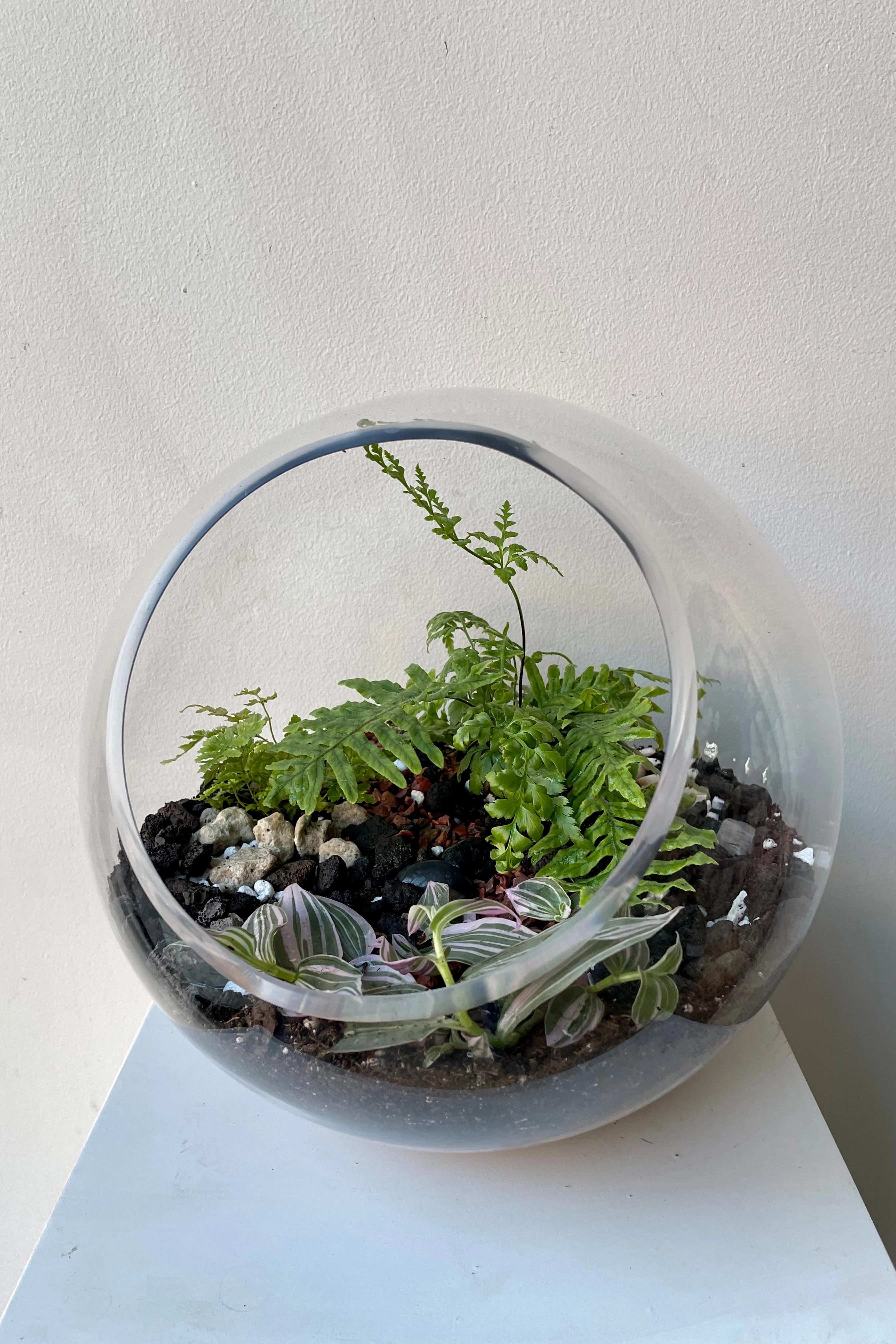 Hurricane Planted Terrarium 9"