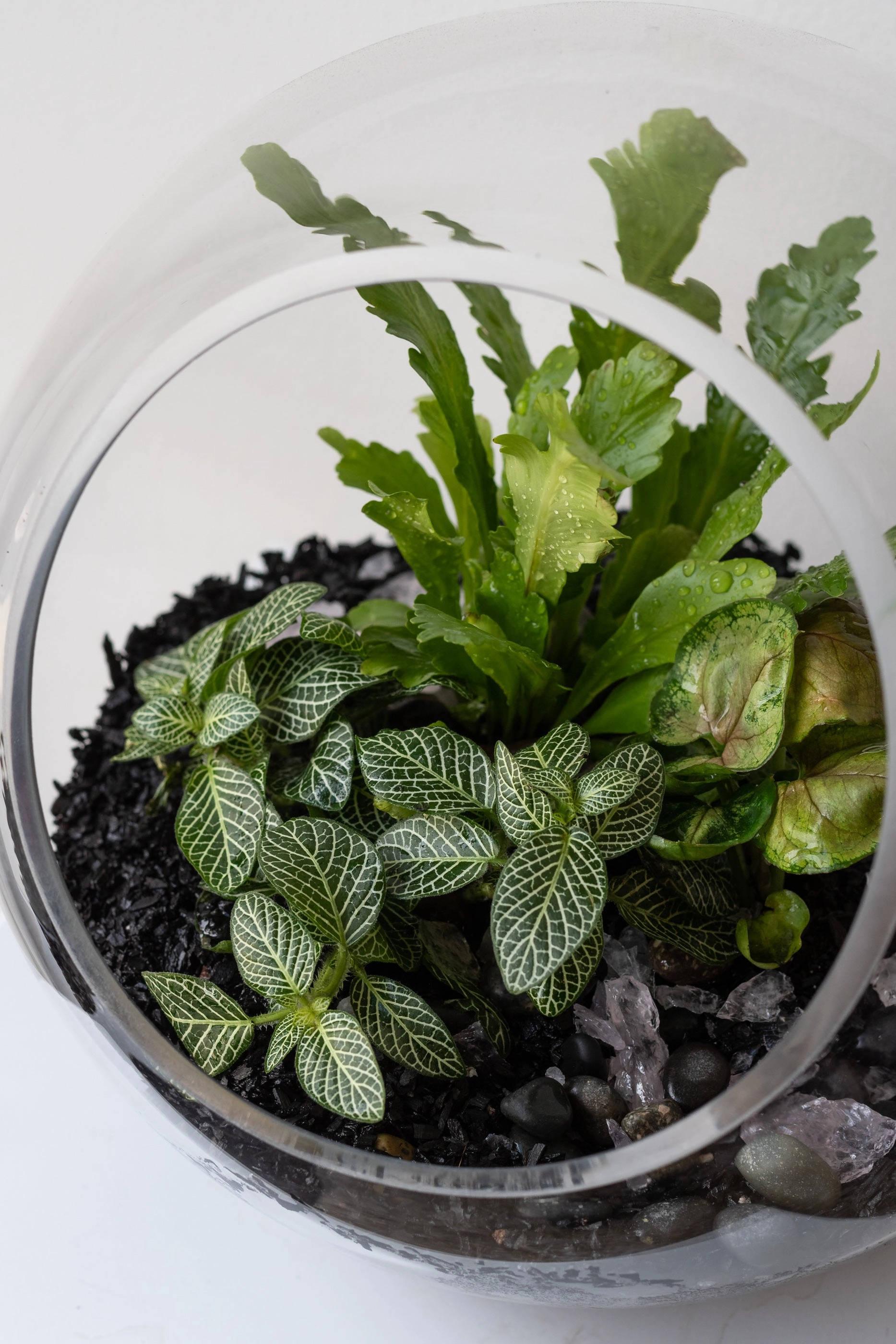 Hurricane Planted Terrarium 9"