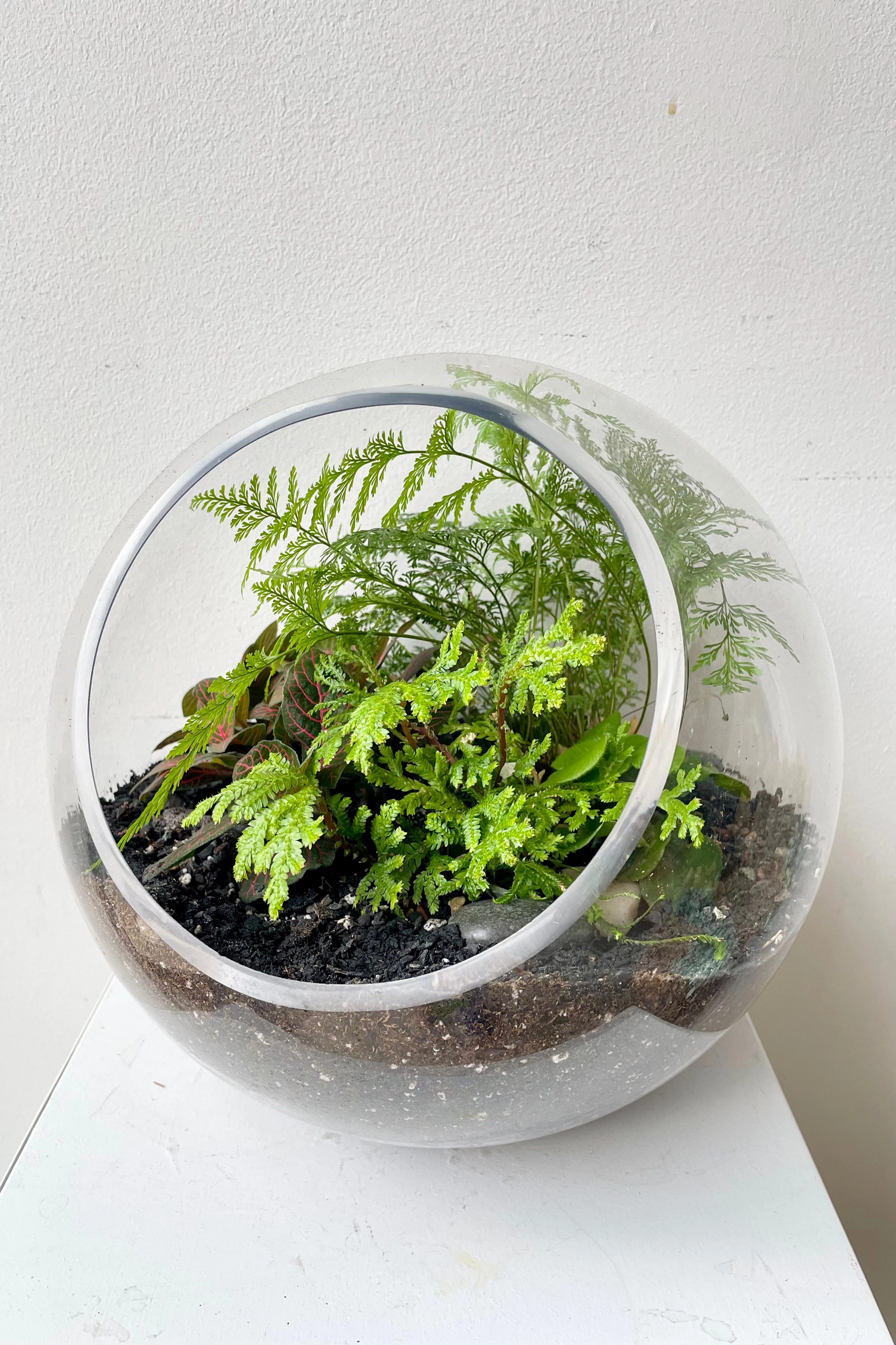 Hurricane Planted Terrarium 9"