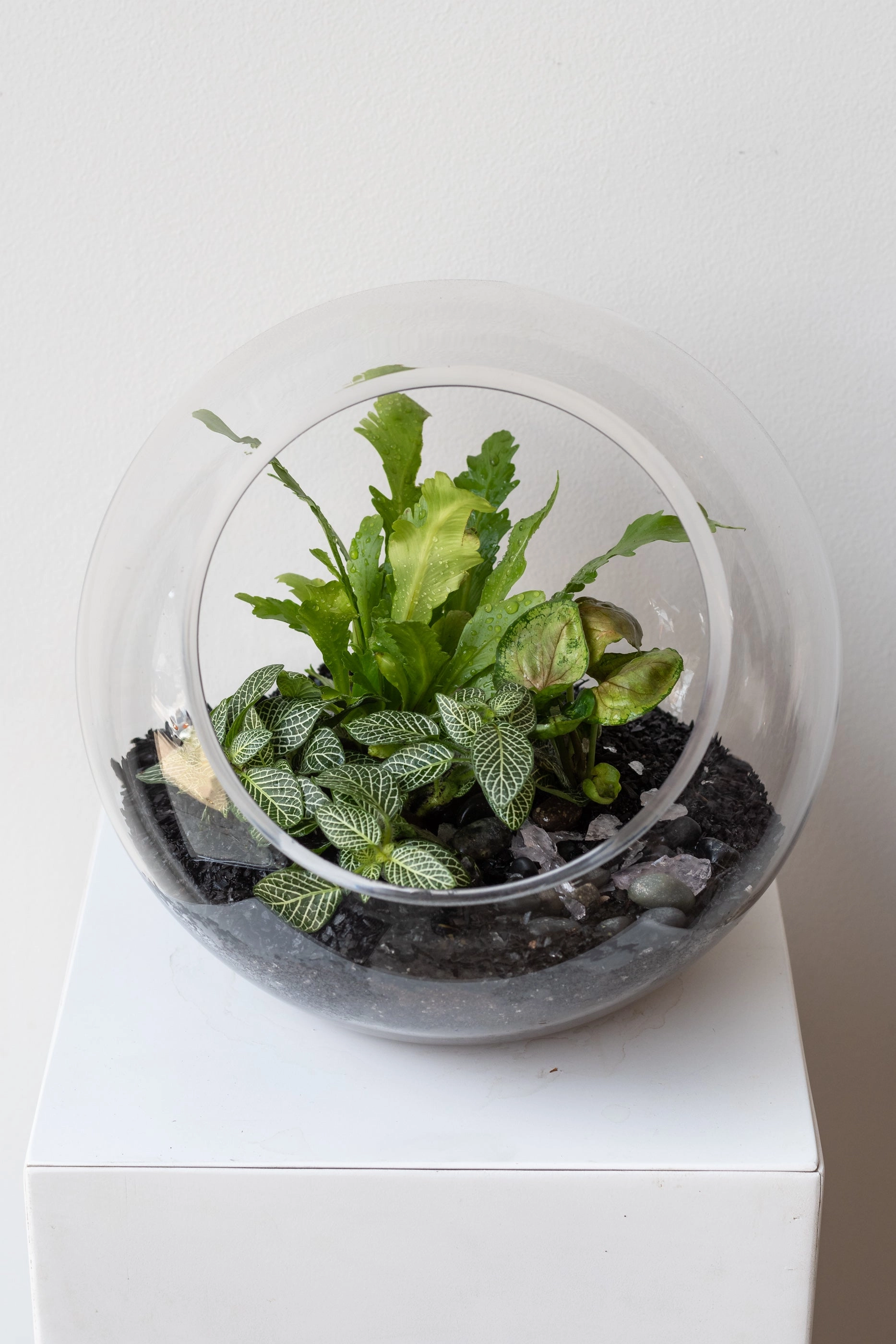 Hurricane Planted Terrarium 9"