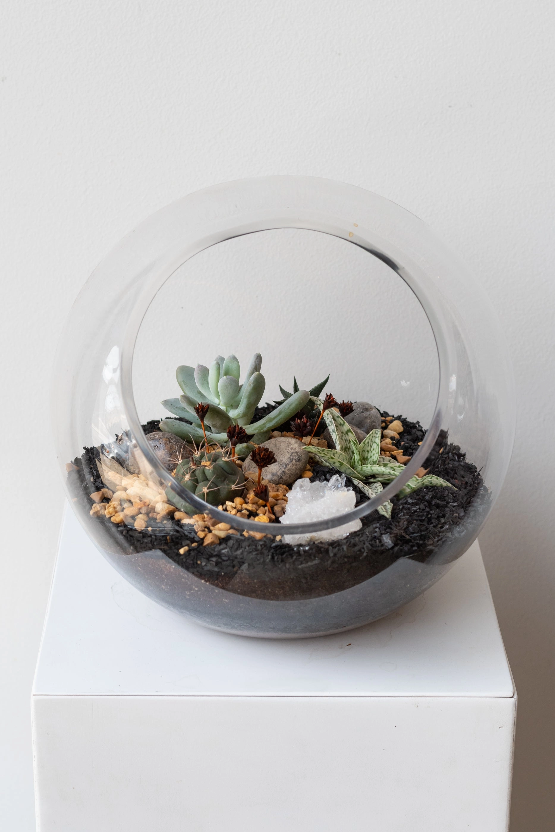 Hurricane Planted Terrarium 9" medium flower pot  