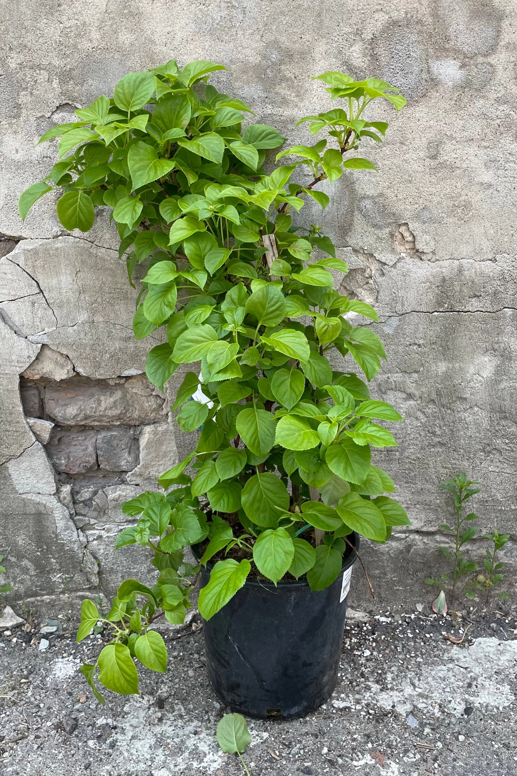 Hydrangea anomala petiolaris  #2