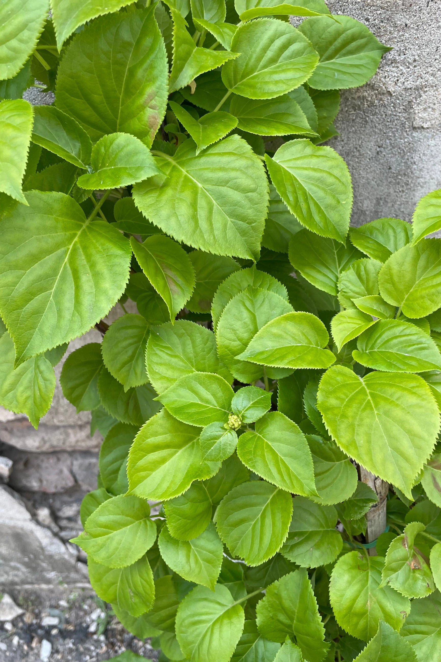 Hydrangea anomala petiolaris  #2 decorative flowerpot  