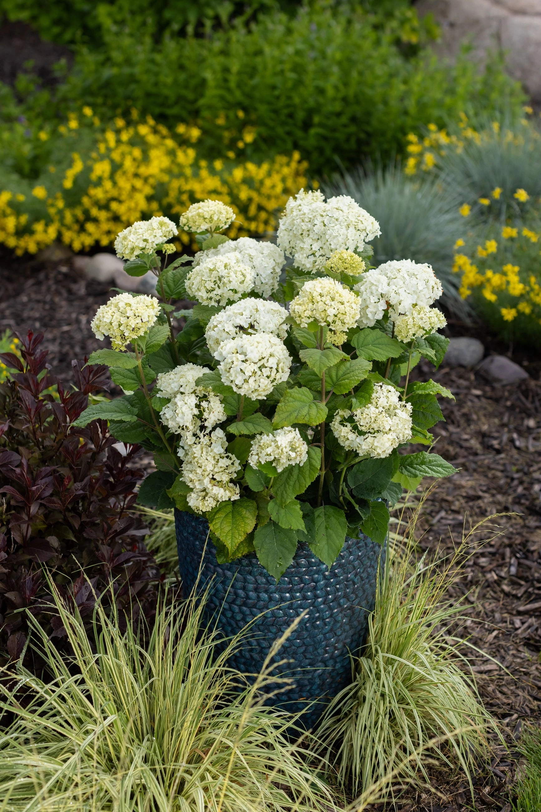 Hydrangea arb. 'FlowerFull' #5