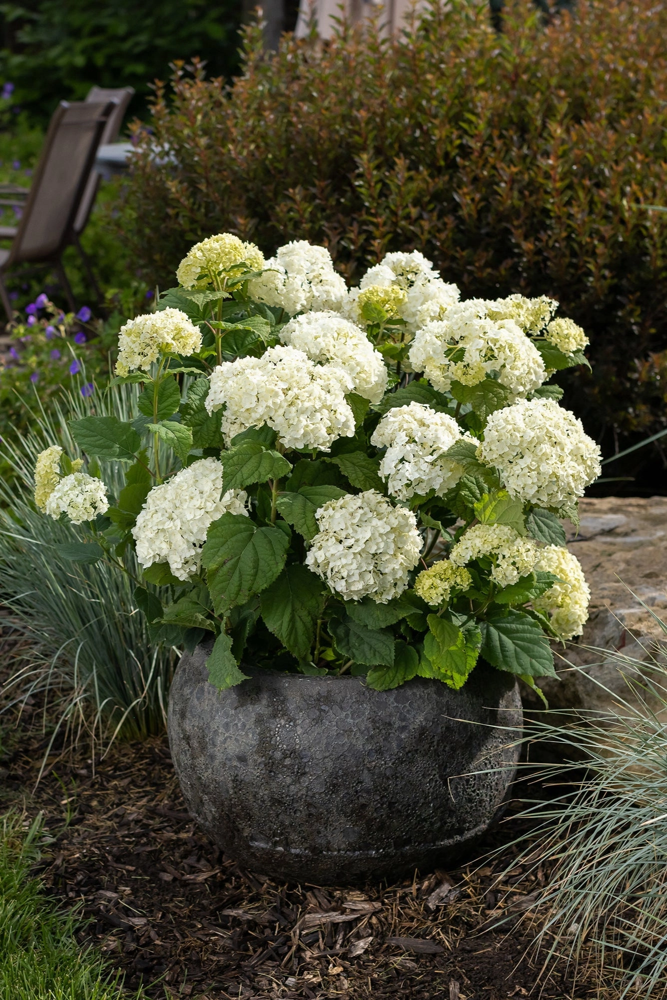 Hydrangea arb. 'FlowerFull' #5