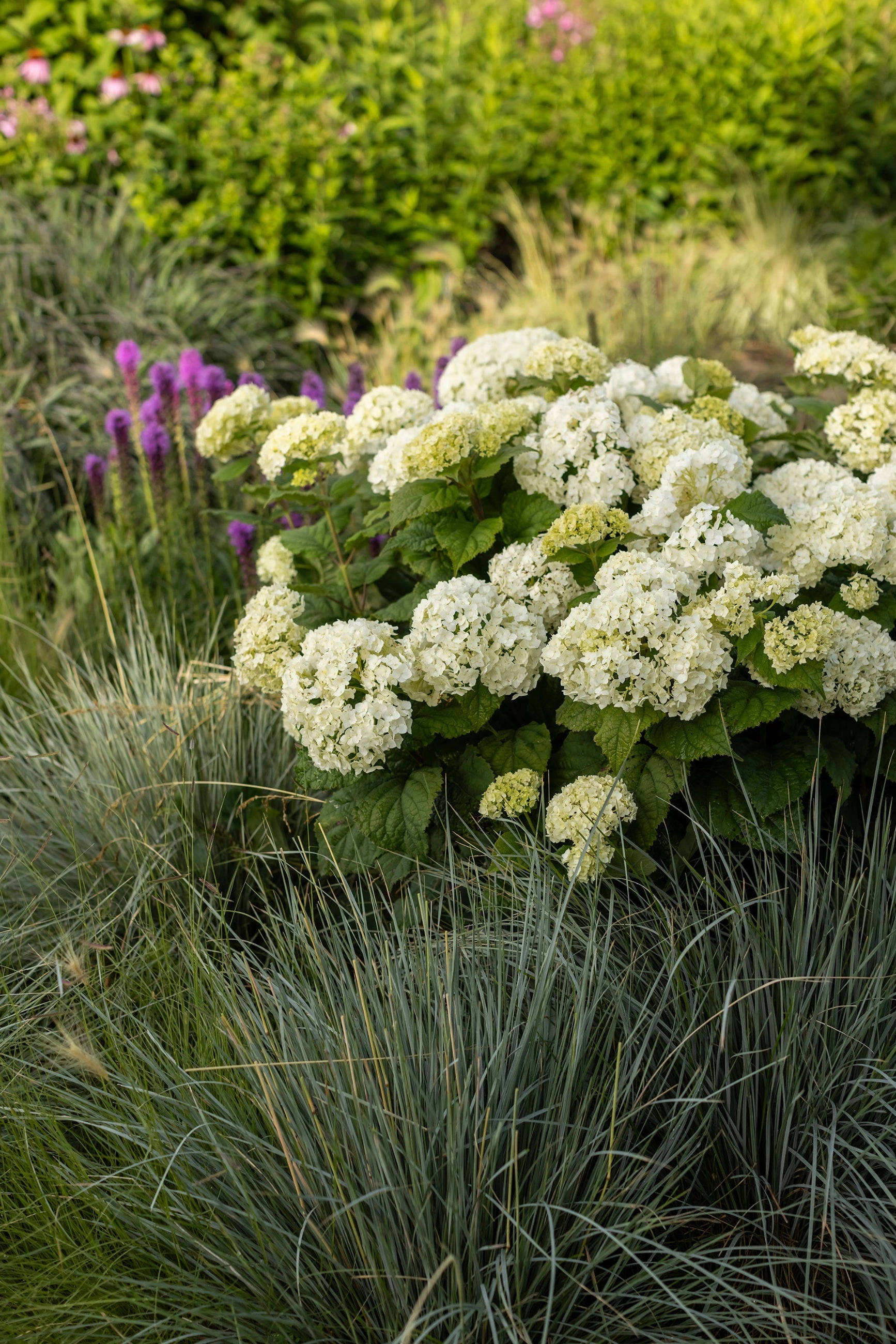 Hydrangea arb. 'FlowerFull' #5