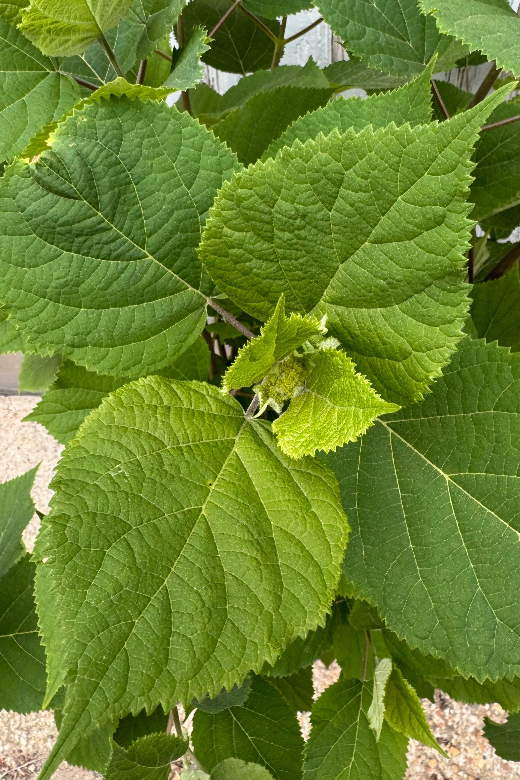 Hydrangea arb. 'FlowerFull' #5