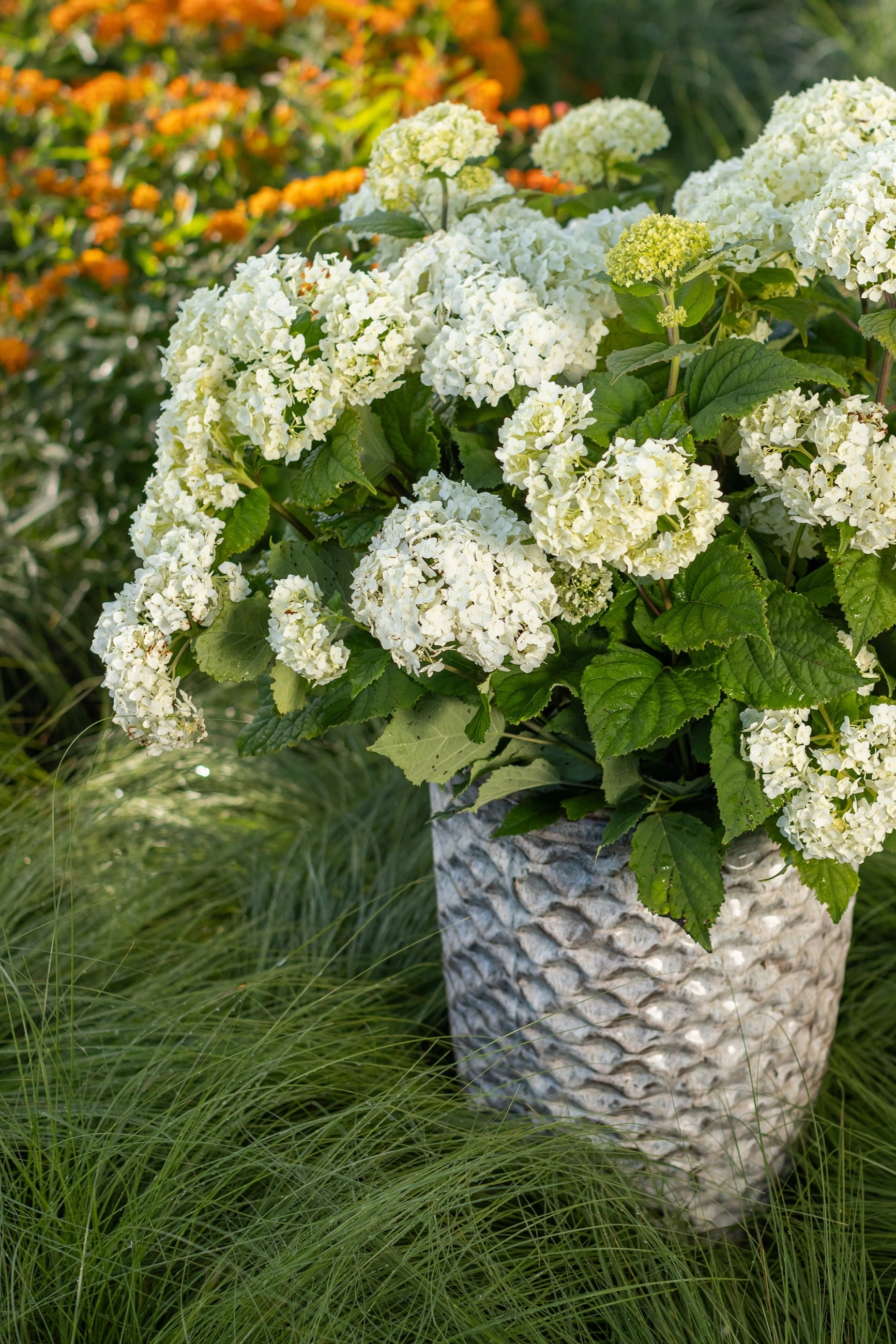 Hydrangea arb. 'FlowerFull' #5