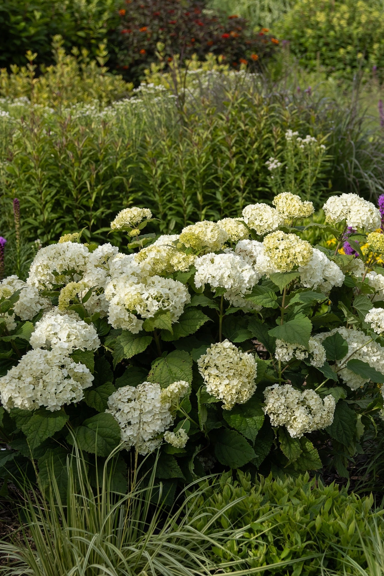 Hydrangea arb. 'FlowerFull' #5