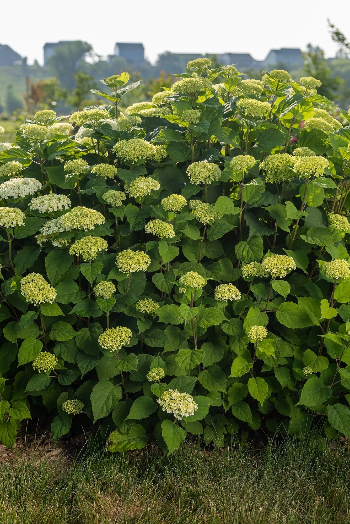 Hydrangea arb. 'FlowerFull' #5