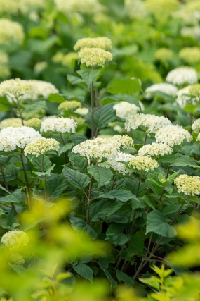 Hydrangea arb. 'FlowerFull' #5 decorative flowerpot  