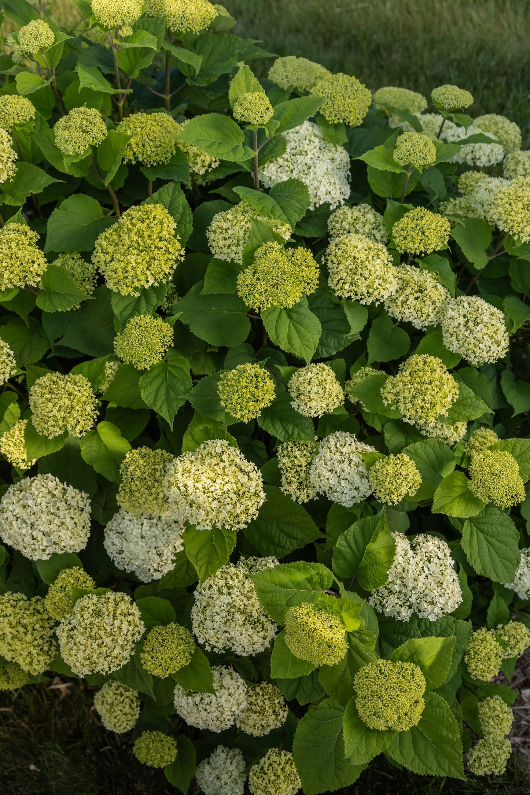 Hydrangea arb. 'FlowerFull' #5