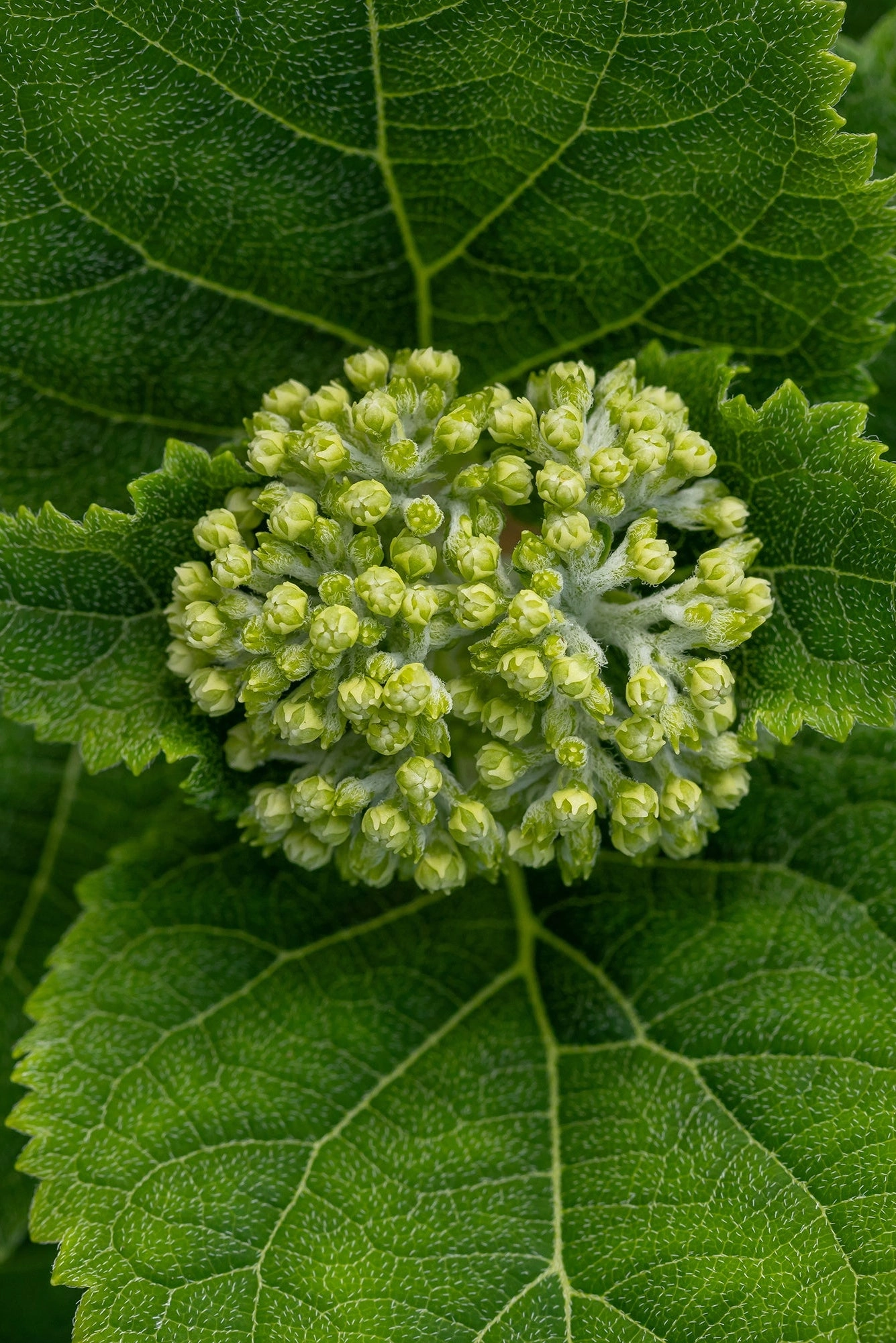 Hydrangea arb. 'FlowerFull' #5