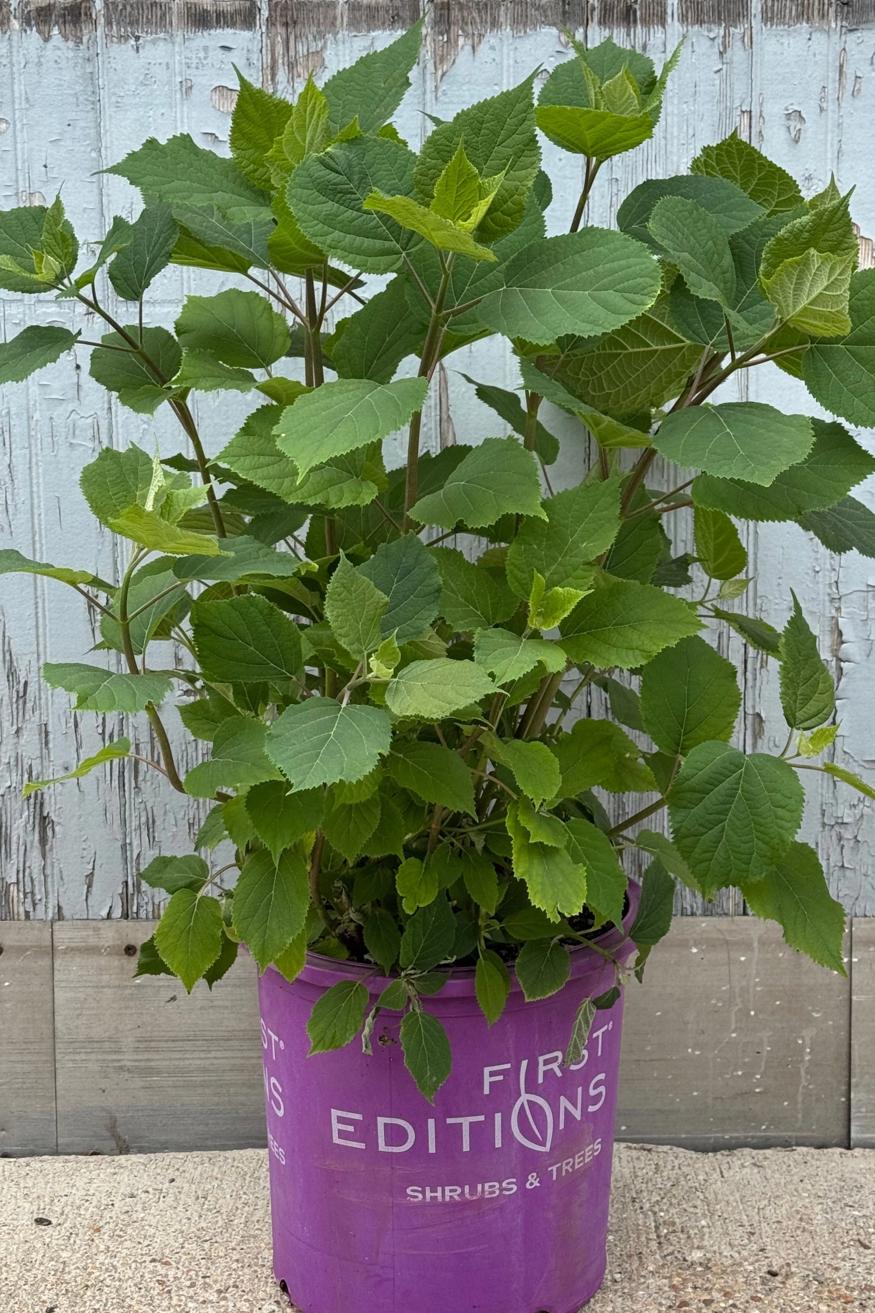 Hydrangea arb. 'FlowerFull' #5