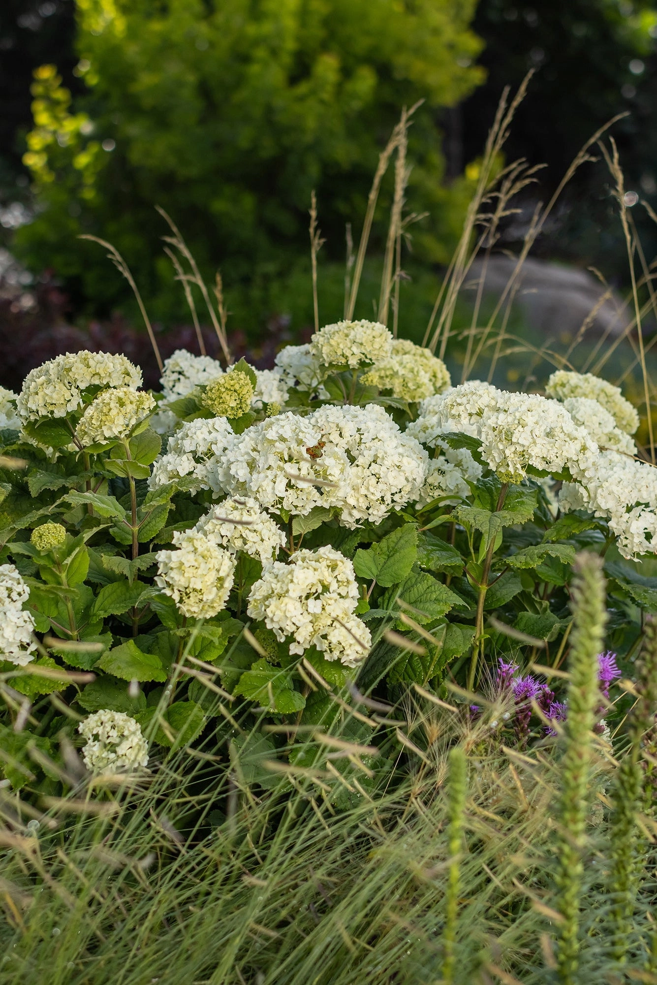 Hydrangea arb. 'FlowerFull' #5