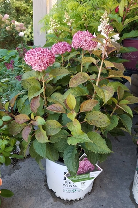 Hydrangea arb. 'Invincibelle Mini Mauvette' #3 decorative flowerpot  