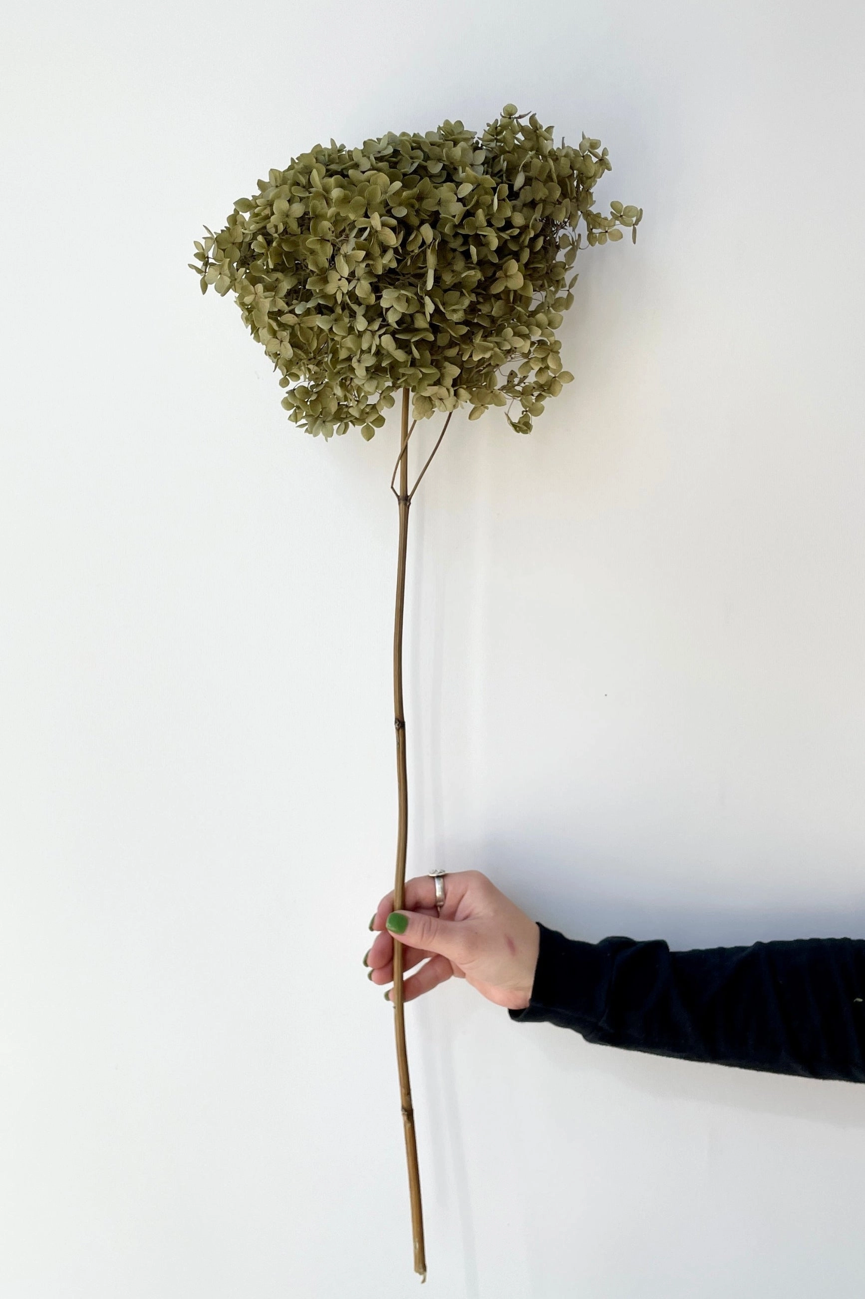 Hydrangea Cabeza Natural Preserved Stem indoor houseplants  