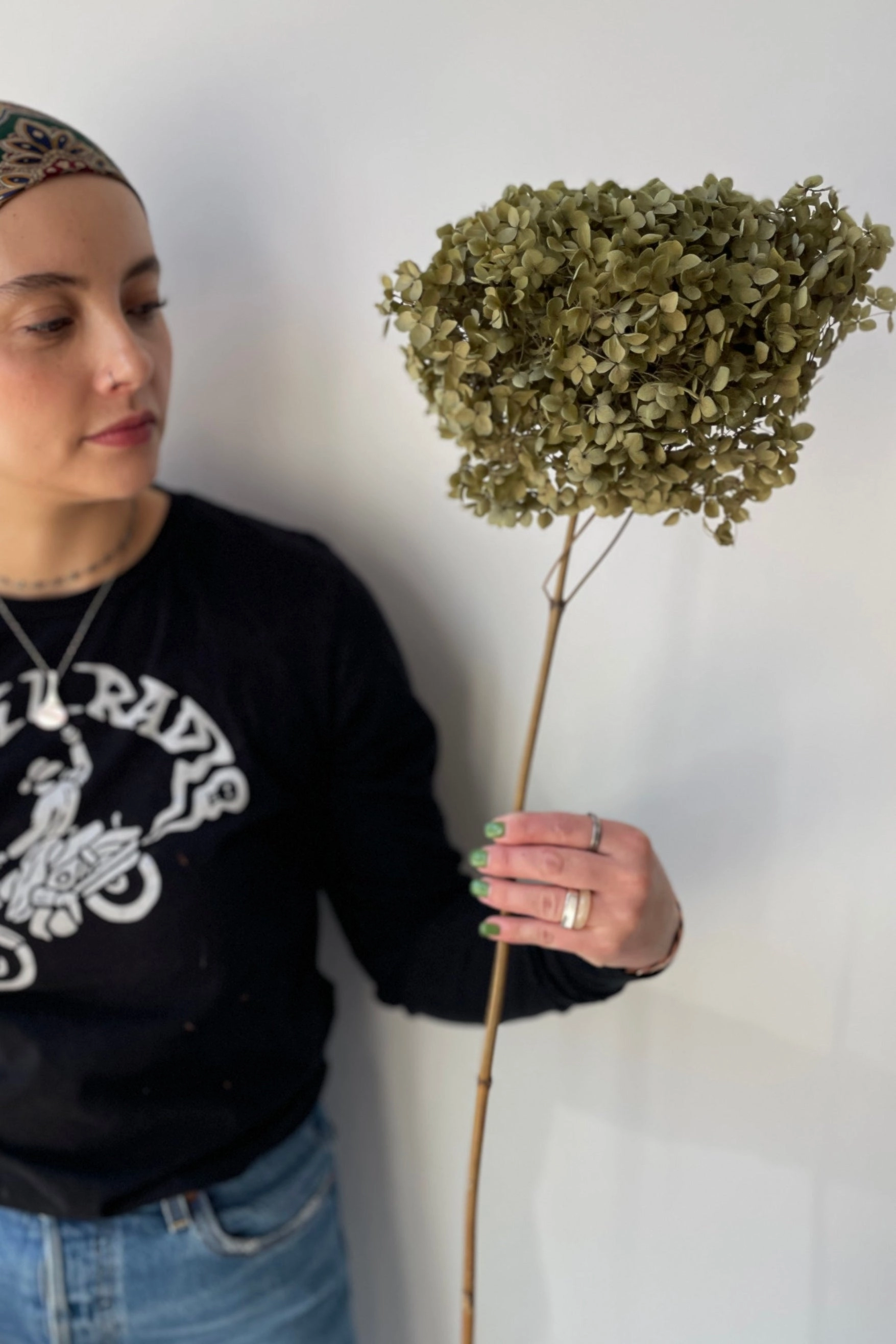 Hydrangea Cabeza Natural Preserved Stem