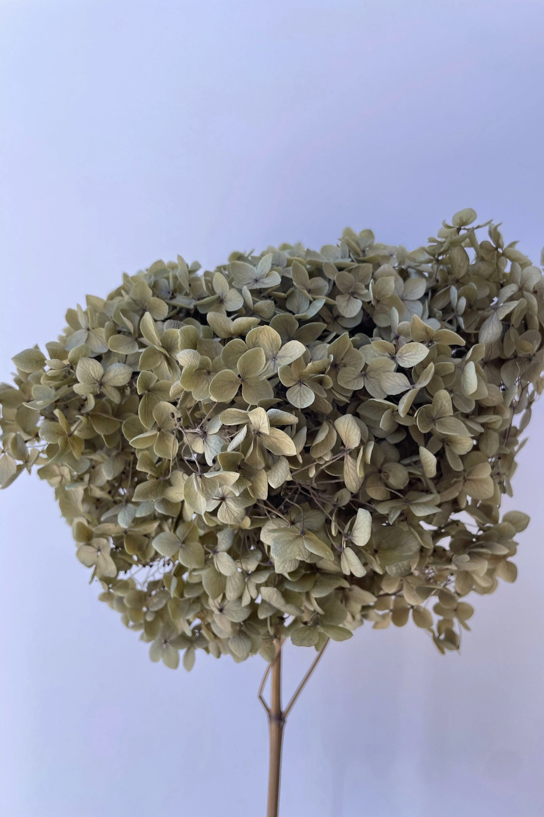 Hydrangea Cabeza Natural Preserved Stem