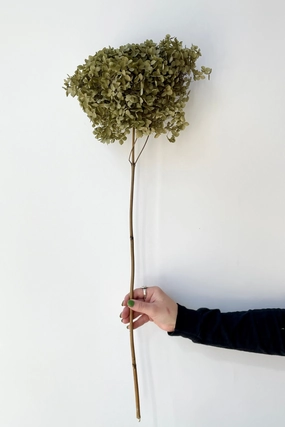 Hydrangea Cabeza Natural Preserved Stem indoor houseplants  