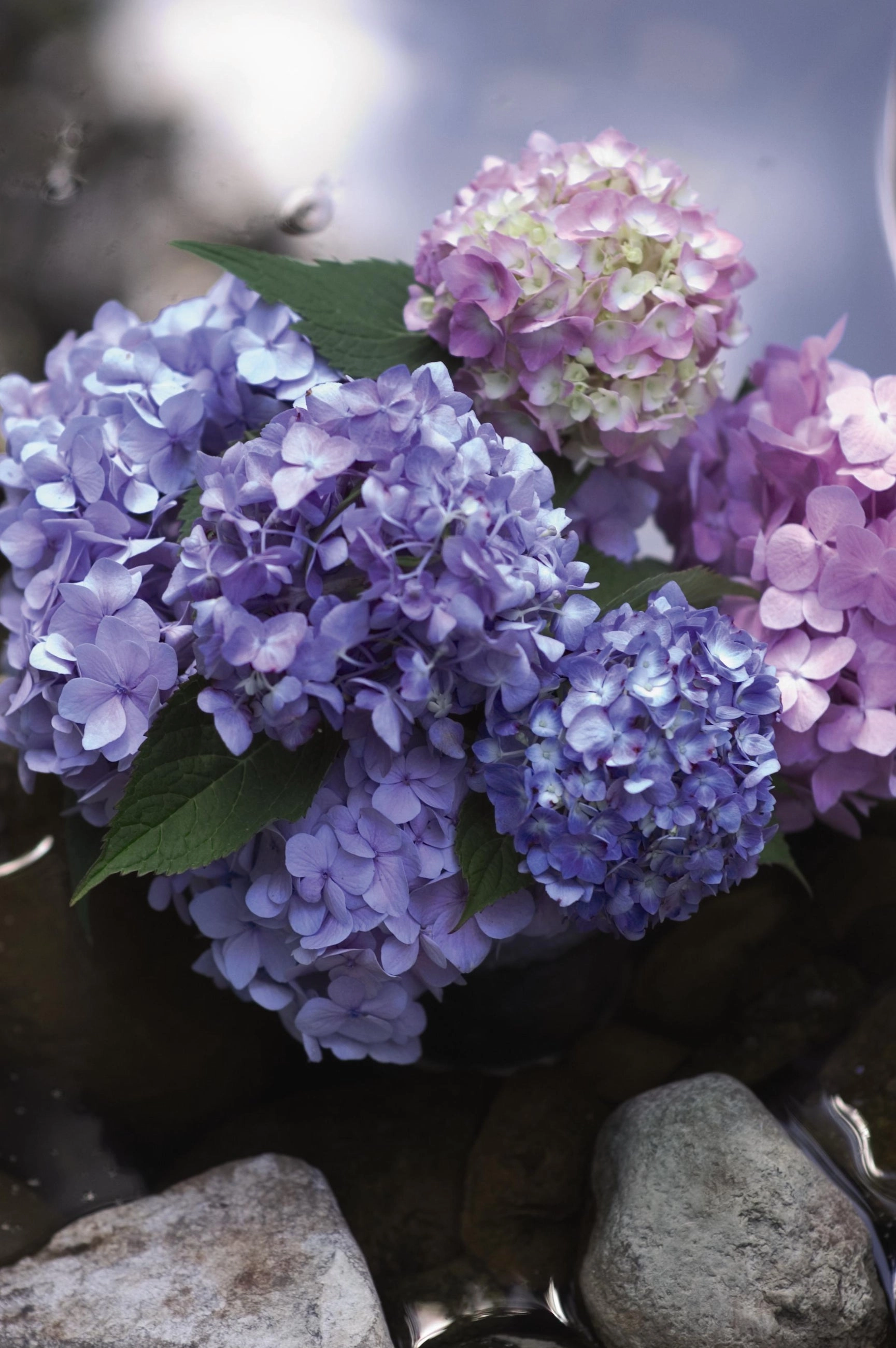 Hydrangea m. 'Endless Summer' #5