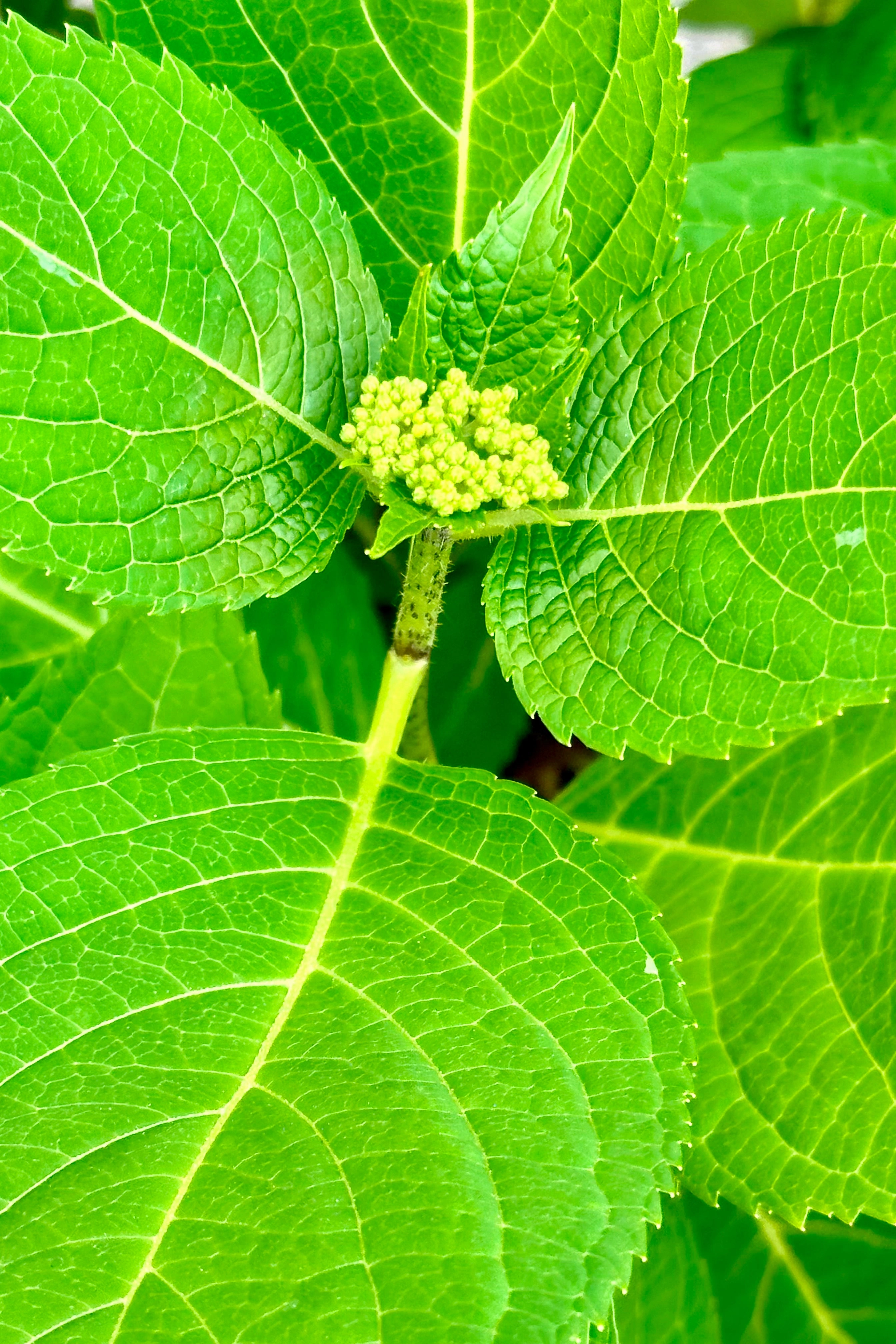 Hydrangea m. 'Endless Summer' #5