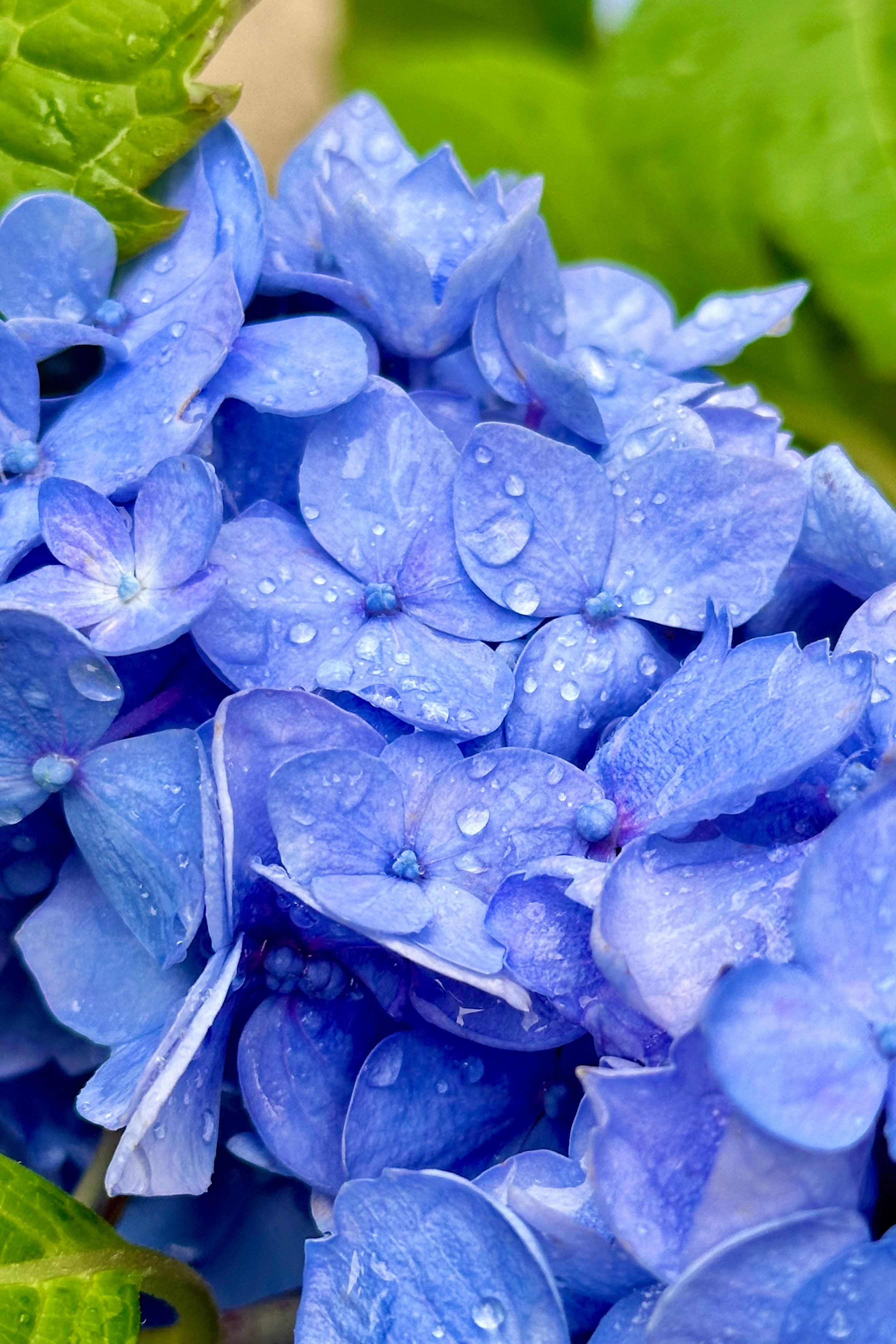 Hydrangea m. 'Endless Summer' #5 decorative flowerpot  