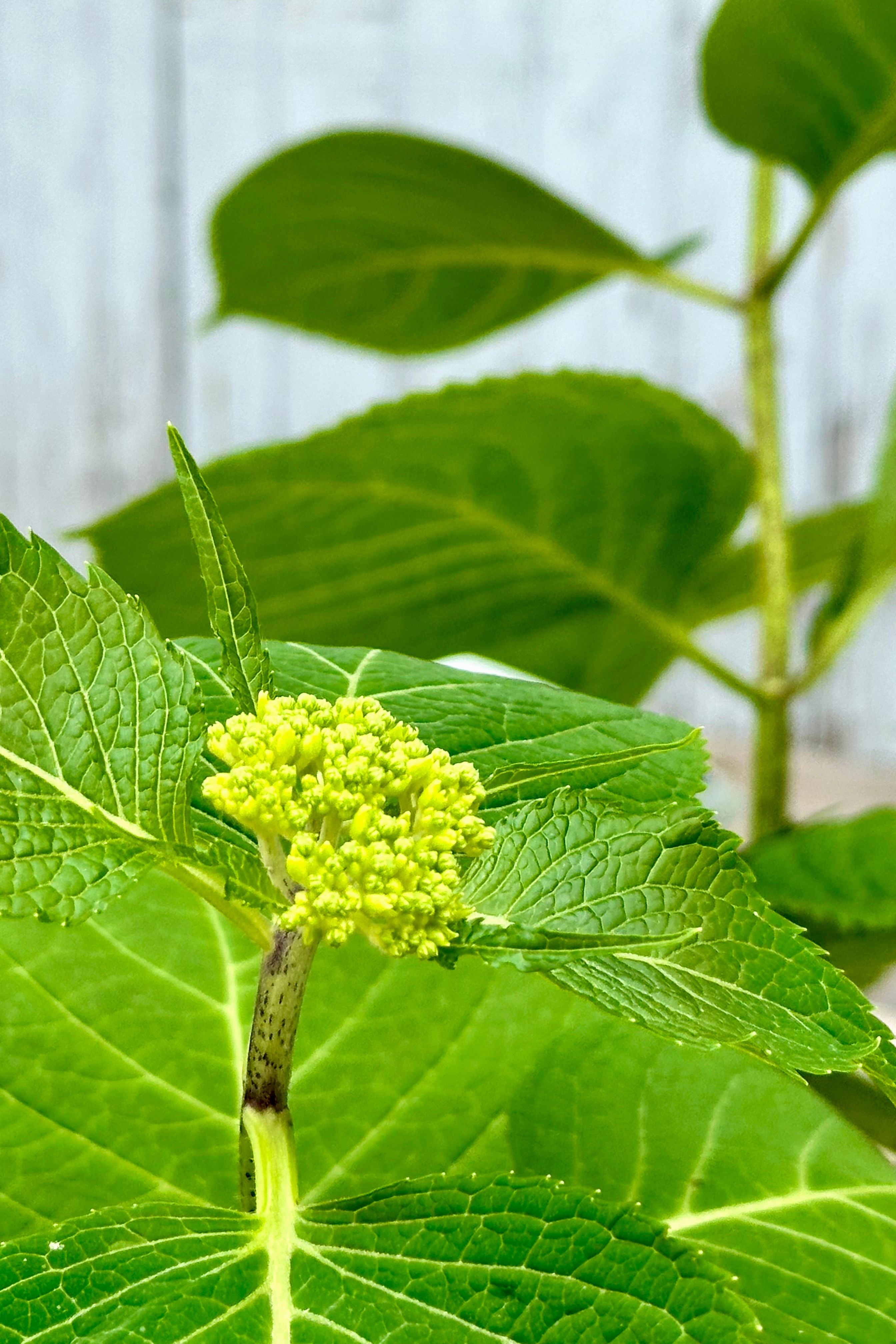 Hydrangea m. 'Endless Summer' #5