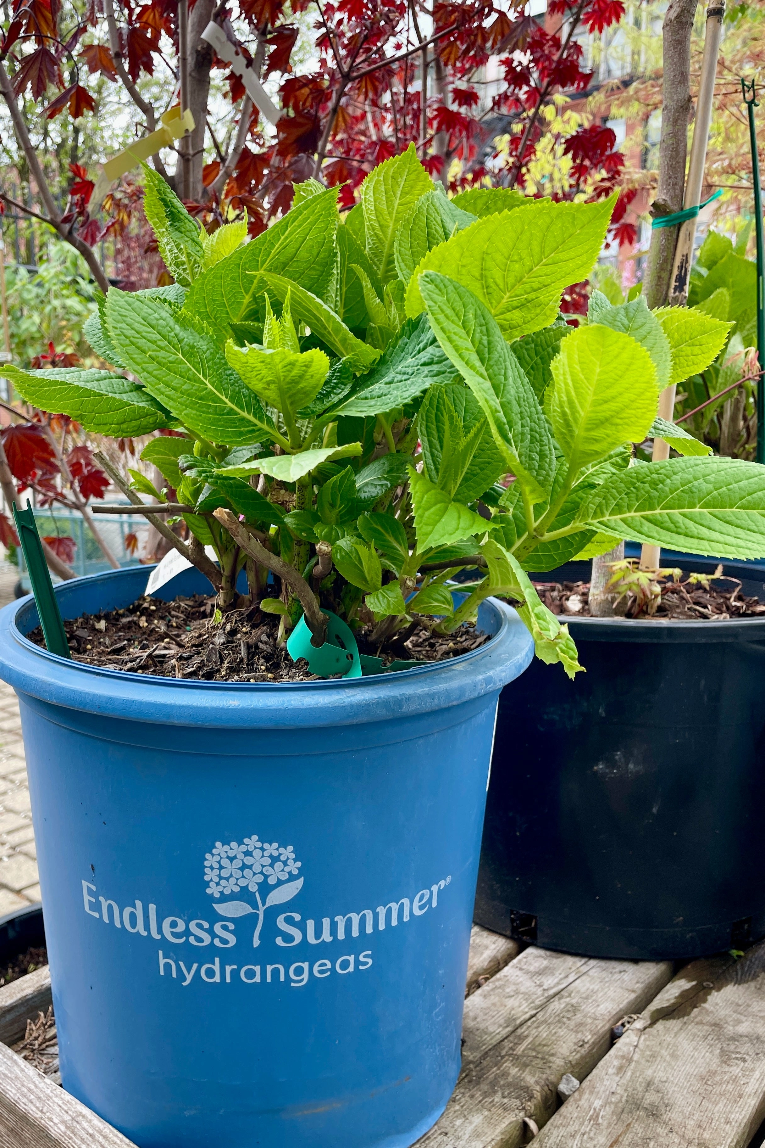 Hydrangea m. 'Endless Summer' #5