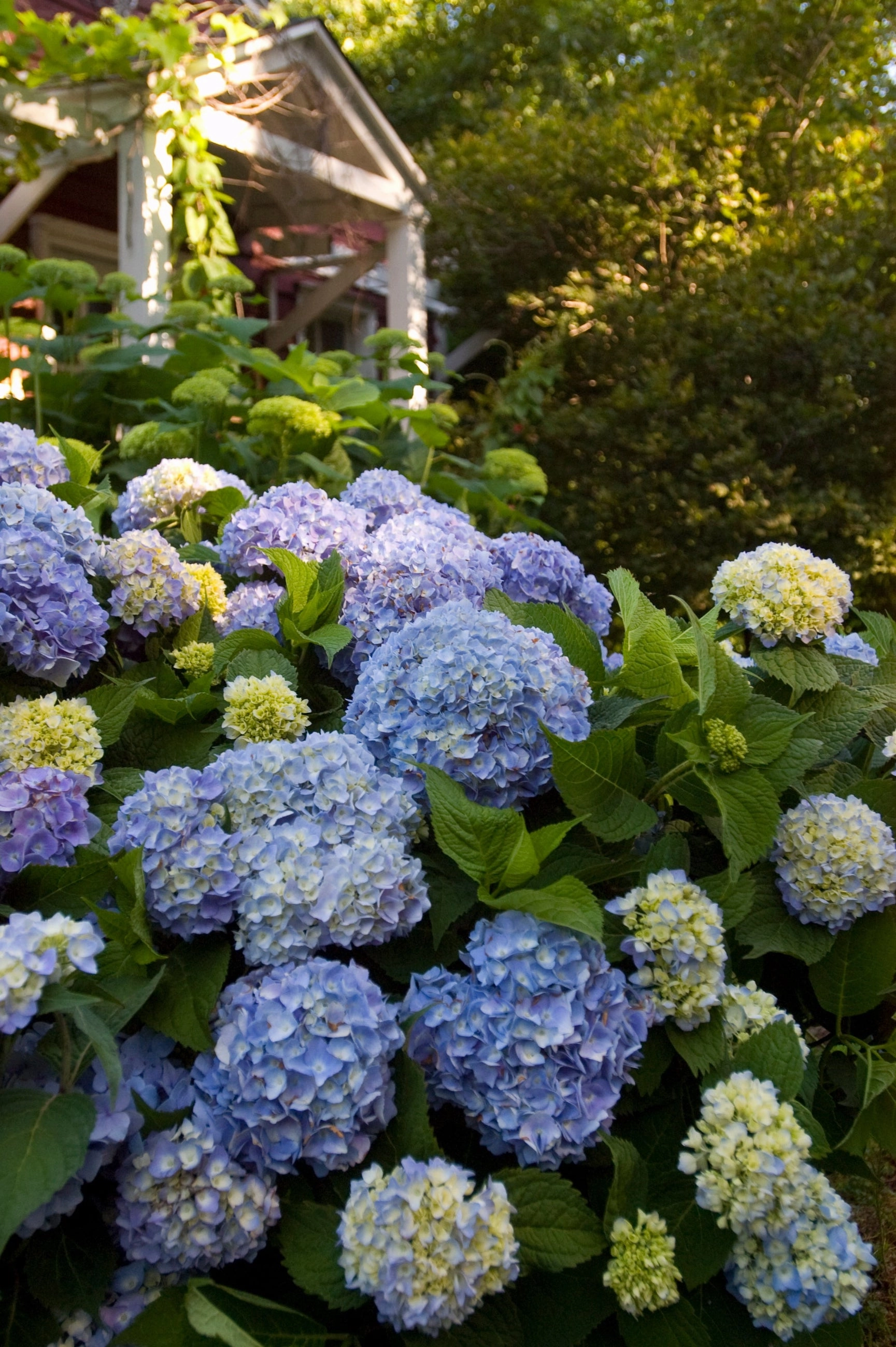 Hydrangea m. 'Endless Summer' #5