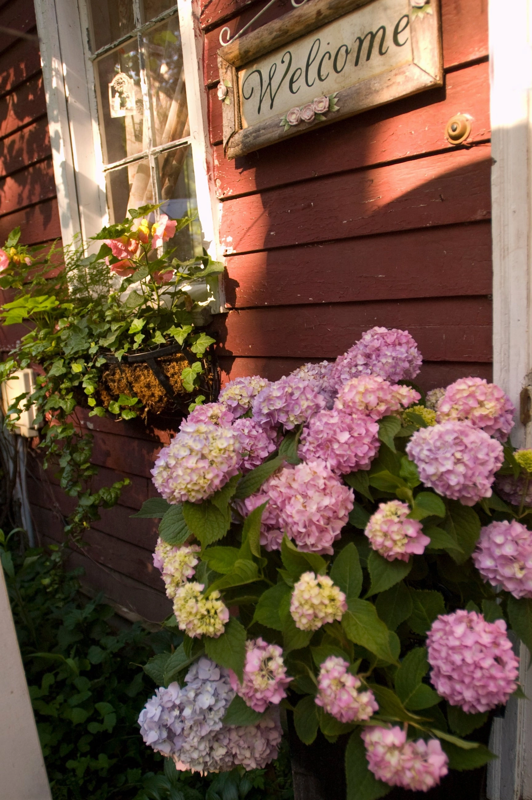 Hydrangea m. 'Endless Summer' #5