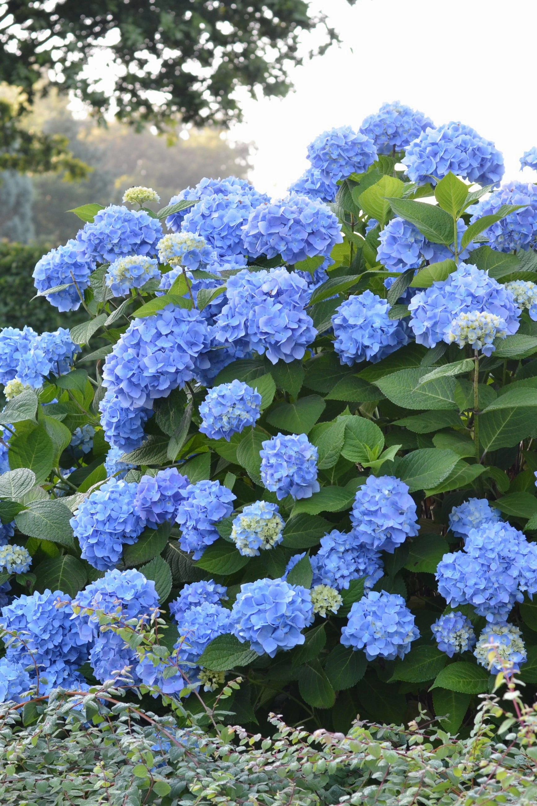 Hydrangea m. 'Endless Summer' #5