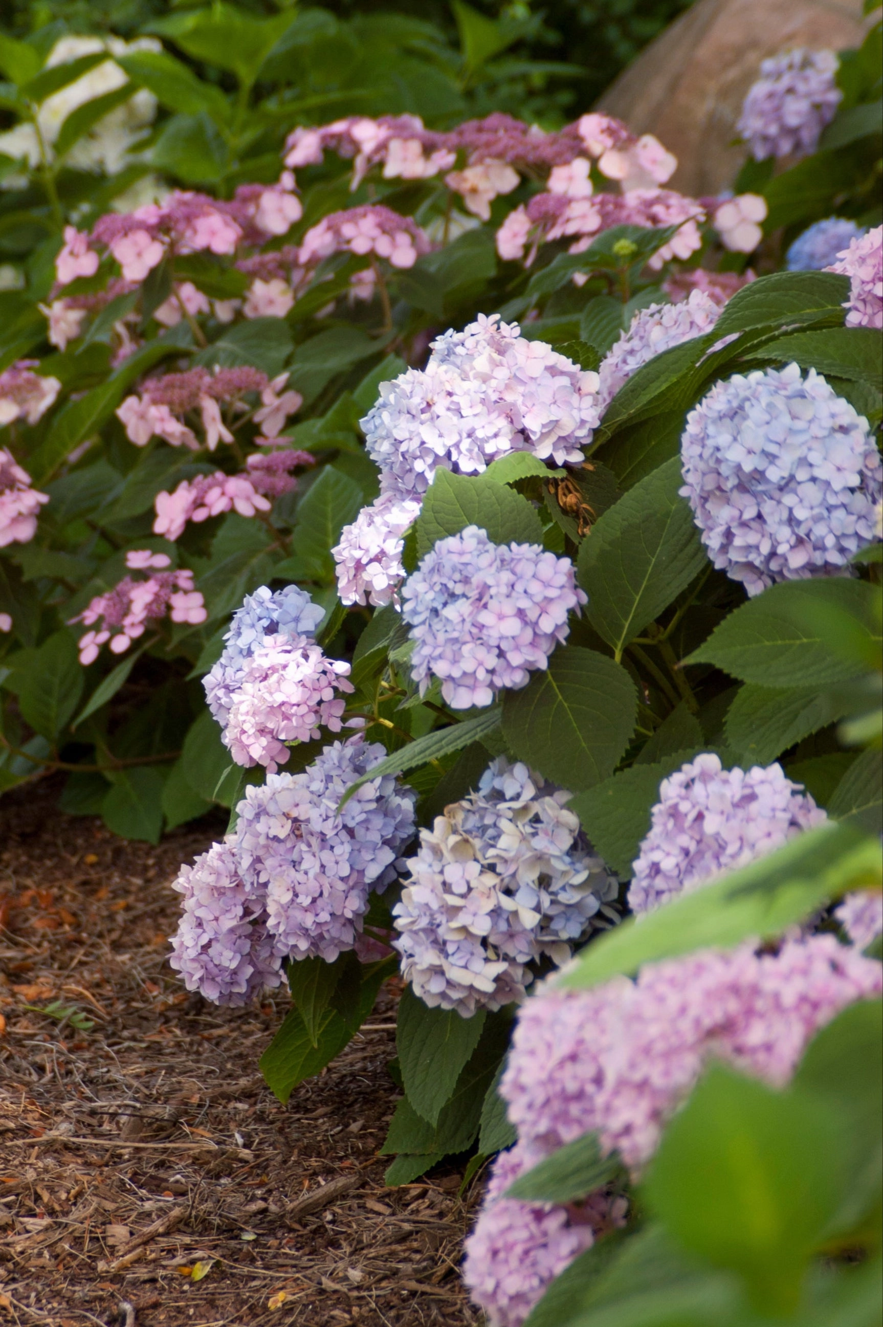 Hydrangea m. 'Endless Summer' #5