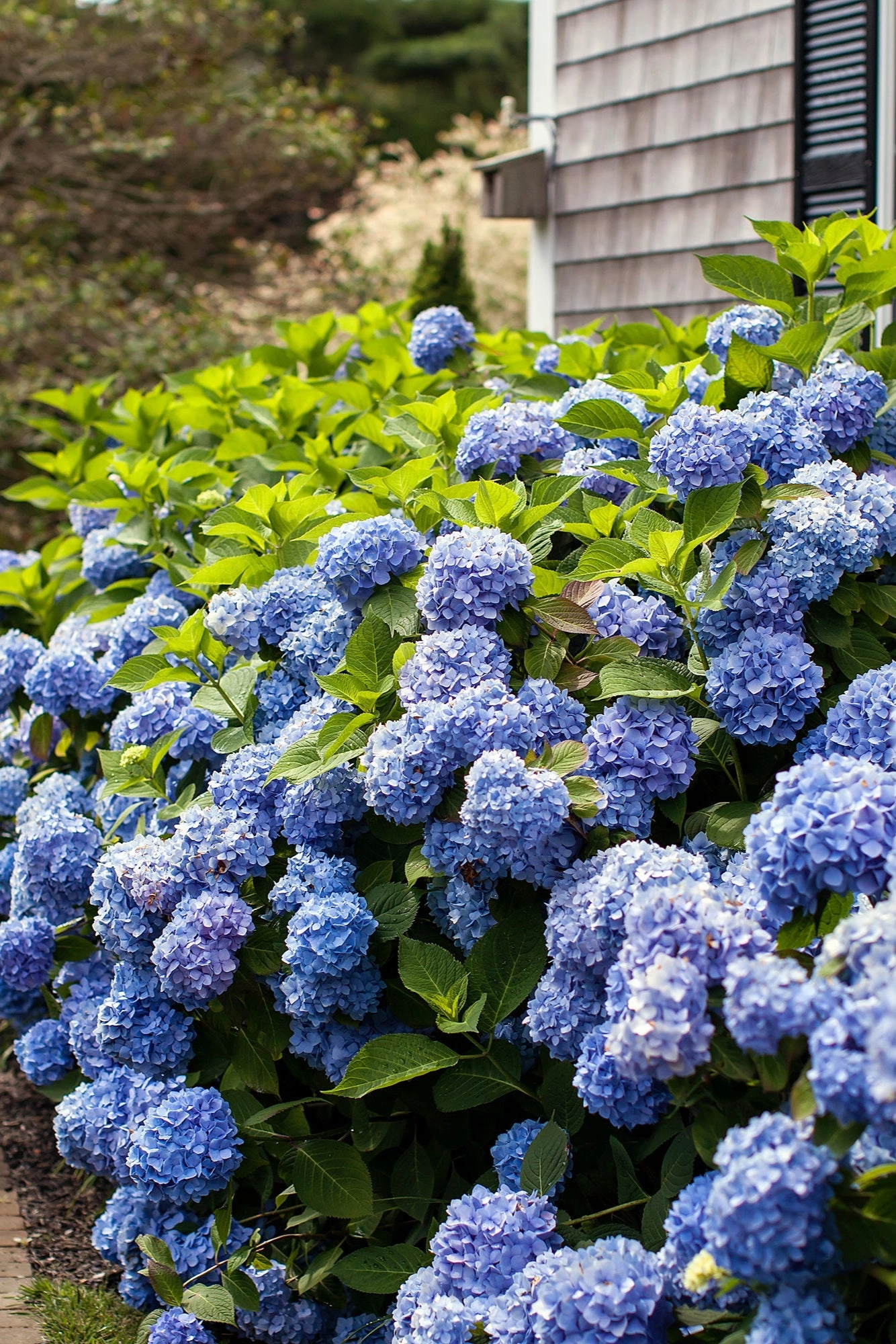 Hydrangea m. 'Endless Summer' #5