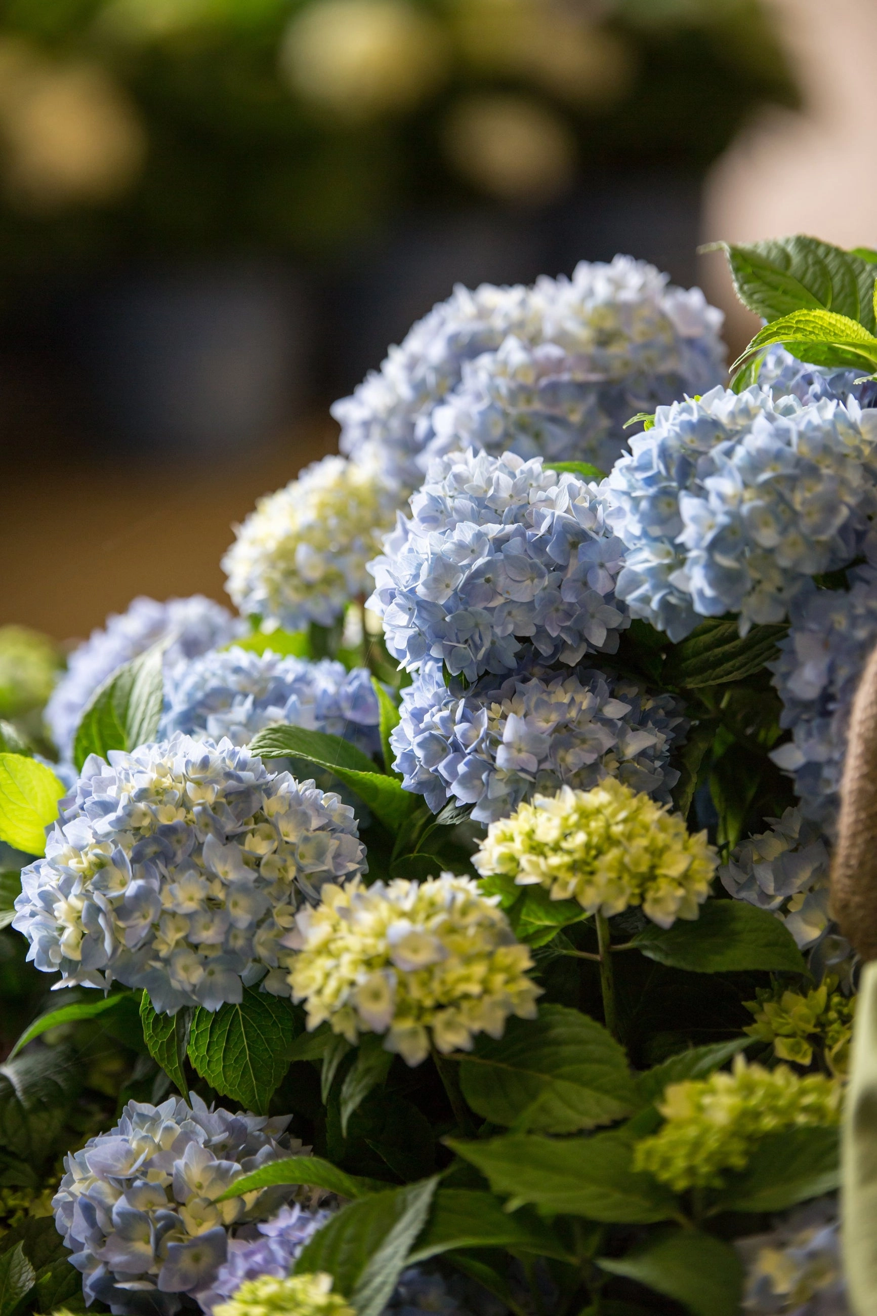 Hydrangea m. 'Endless Summer' #5