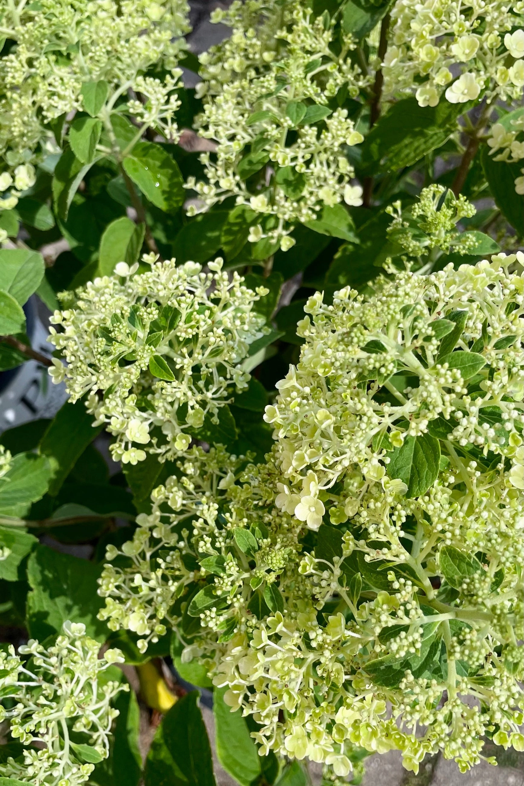 Hydrangea p. 'Bobo' #2 decorative flowerpot  