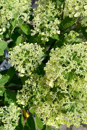 Hydrangea p. 'Bobo' #2 decorative flowerpot  