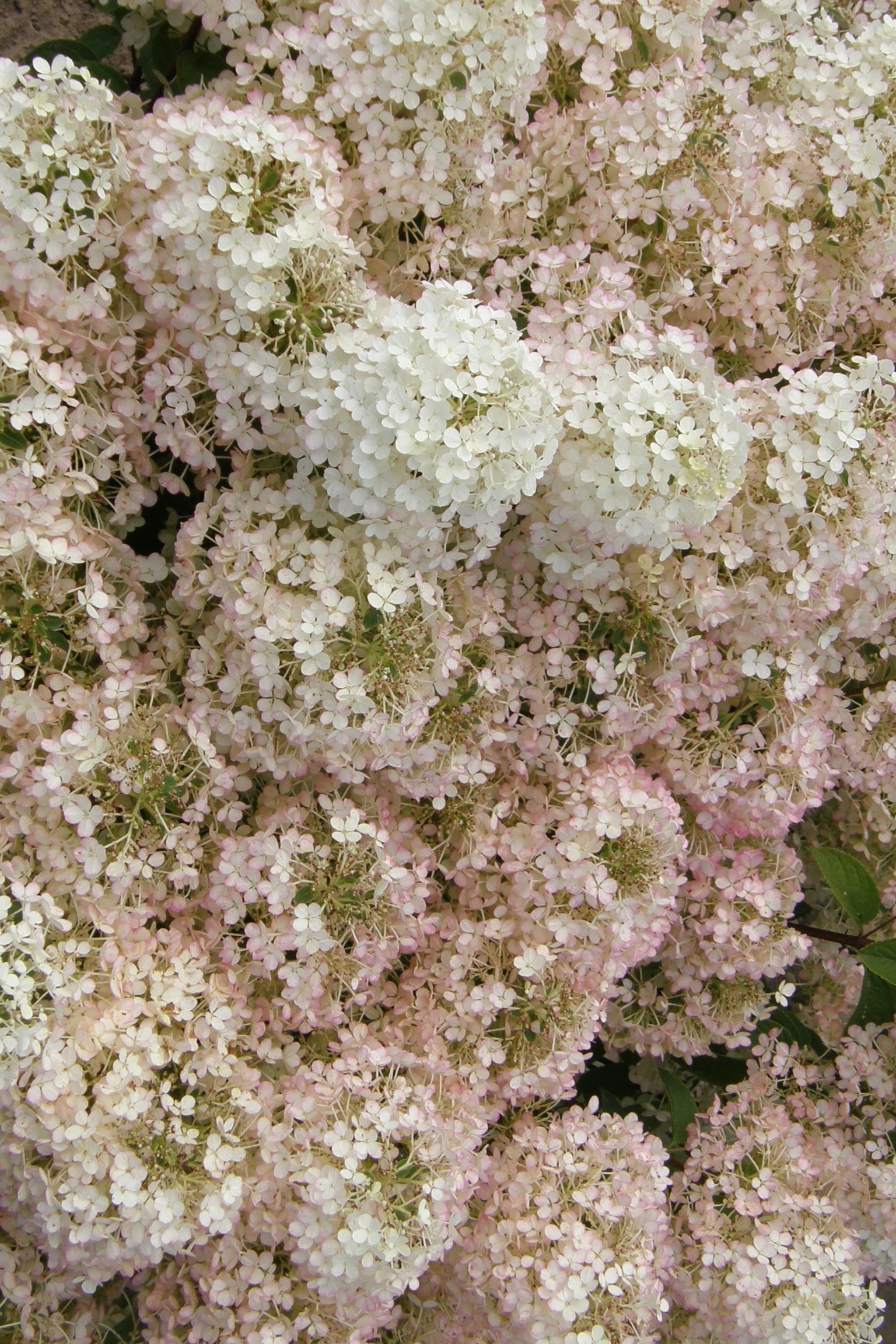 Hydrangea p. 'Bobo' #2