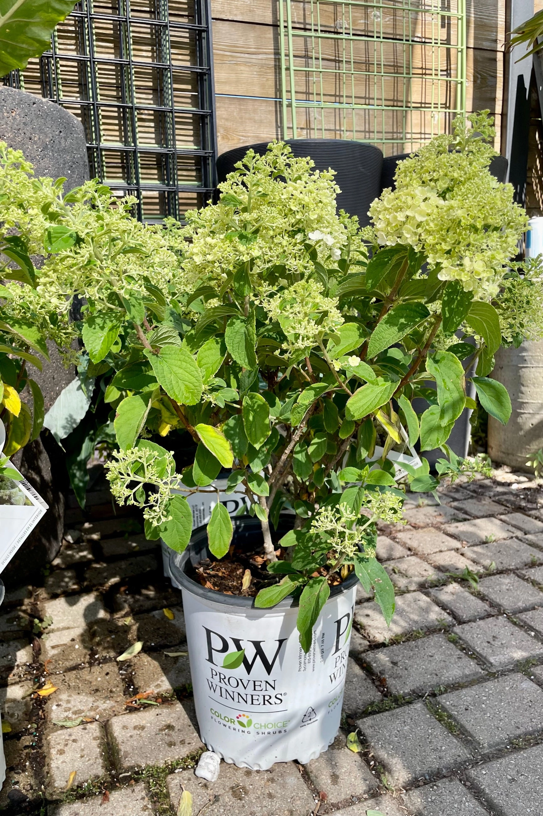 Hydrangea p. 'Bobo' #2