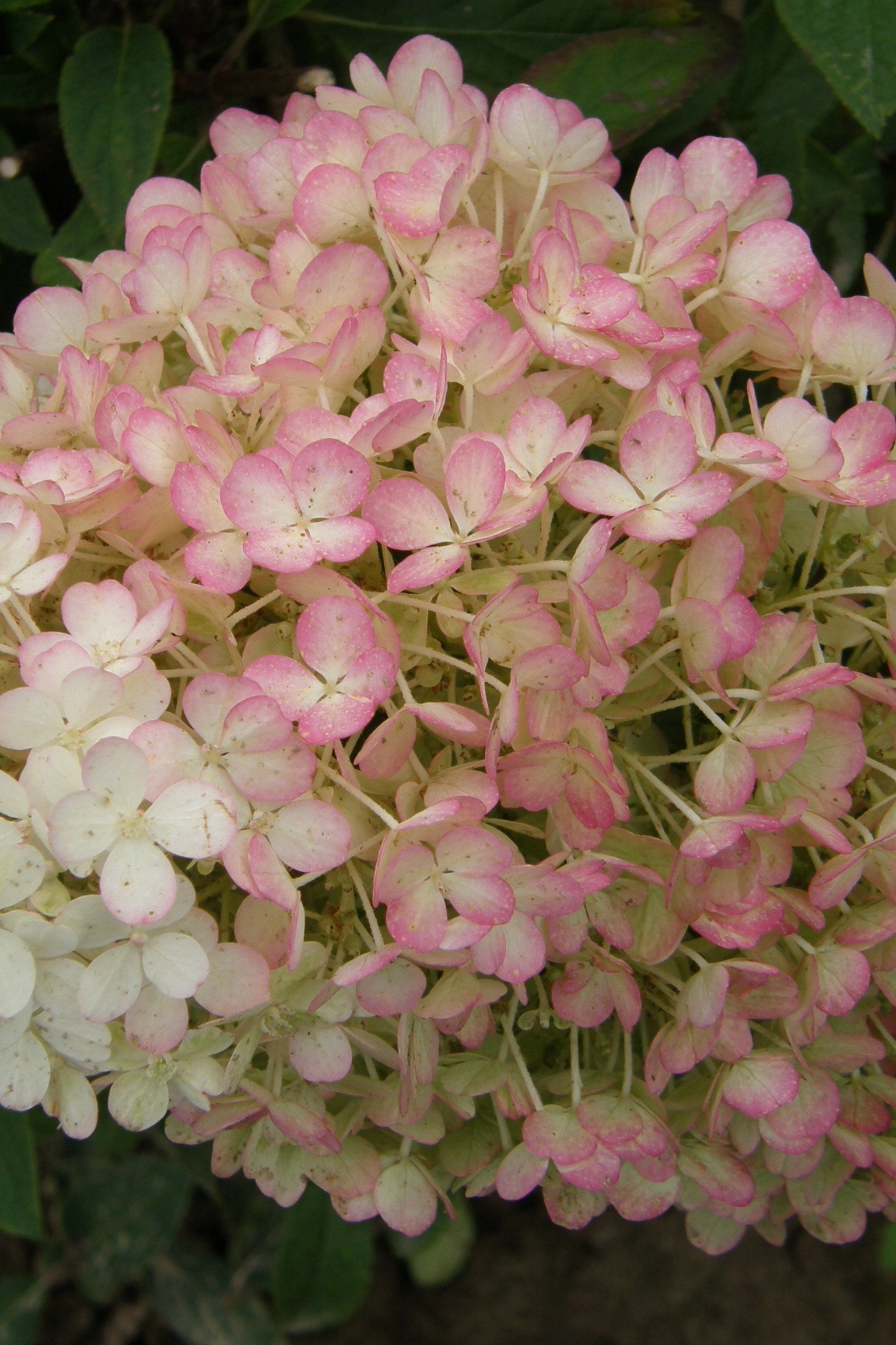 Hydrangea p. 'Bobo' #2