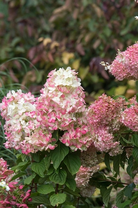 Hydrangea p. 'Diamond Rouge' #5 decorative flowerpot  