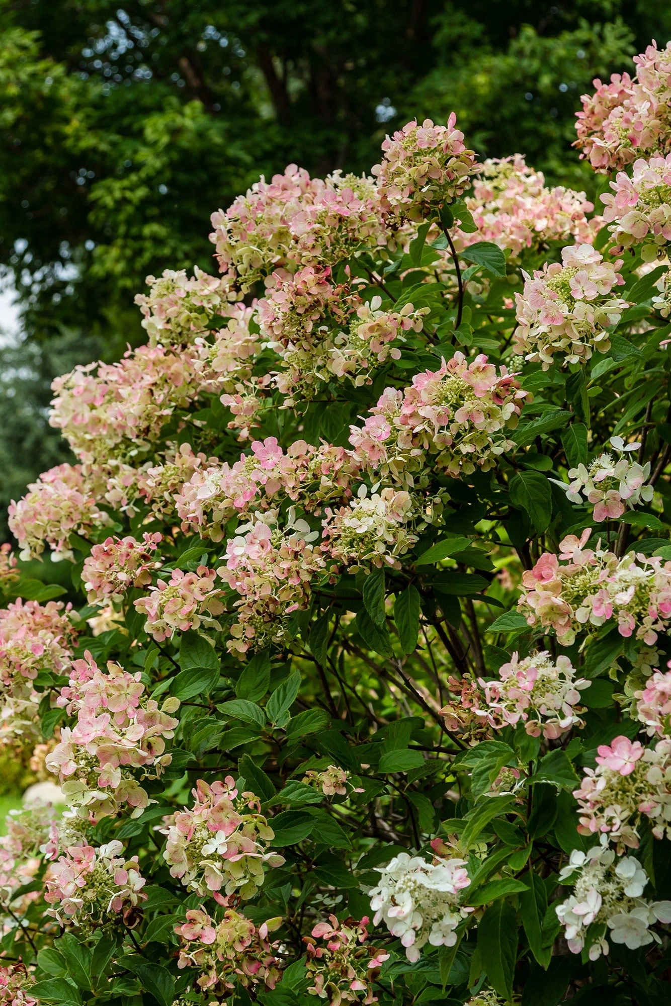 Hydrangea p. 'Diamond Rouge' #5