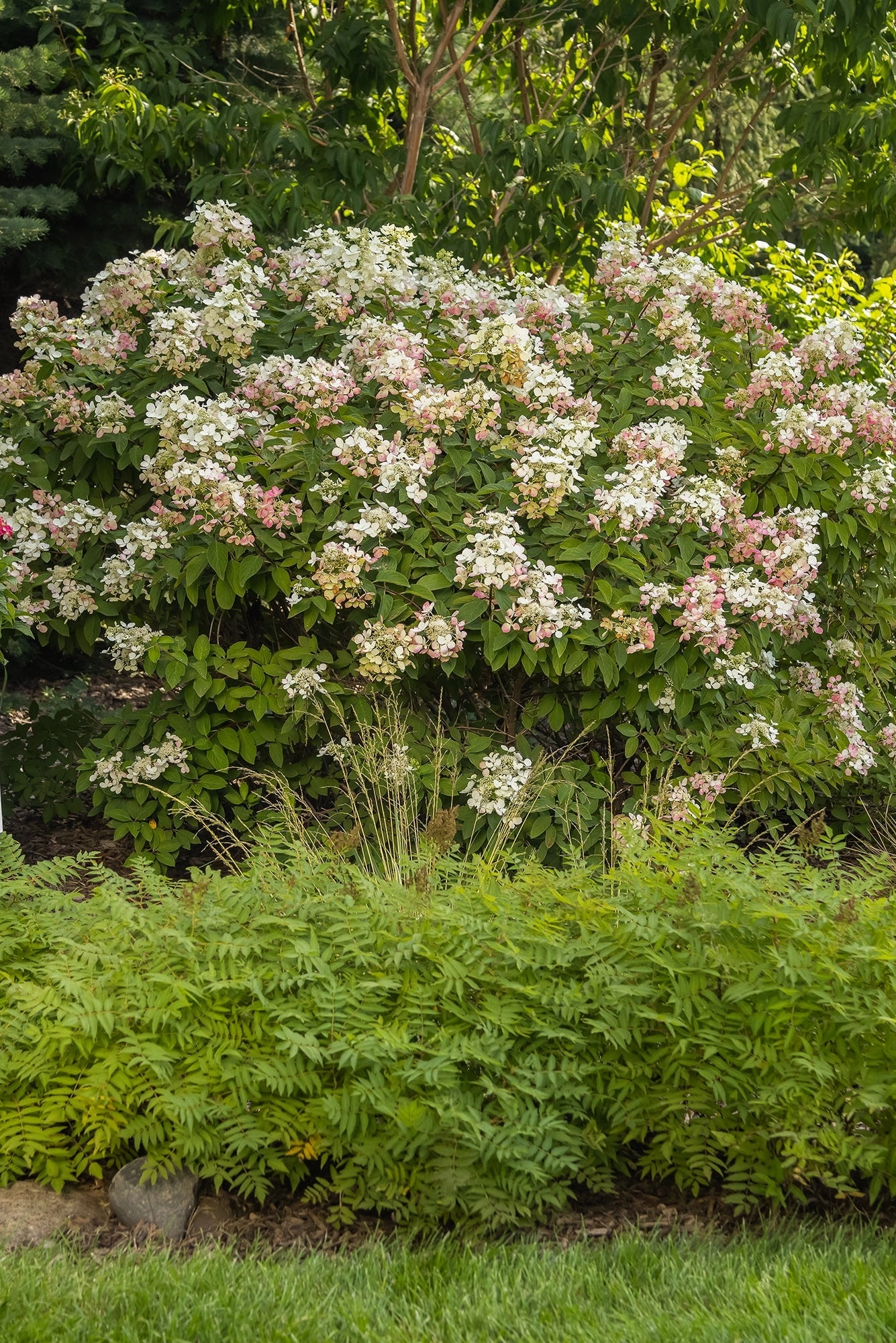 Hydrangea p. 'Diamond Rouge' #5