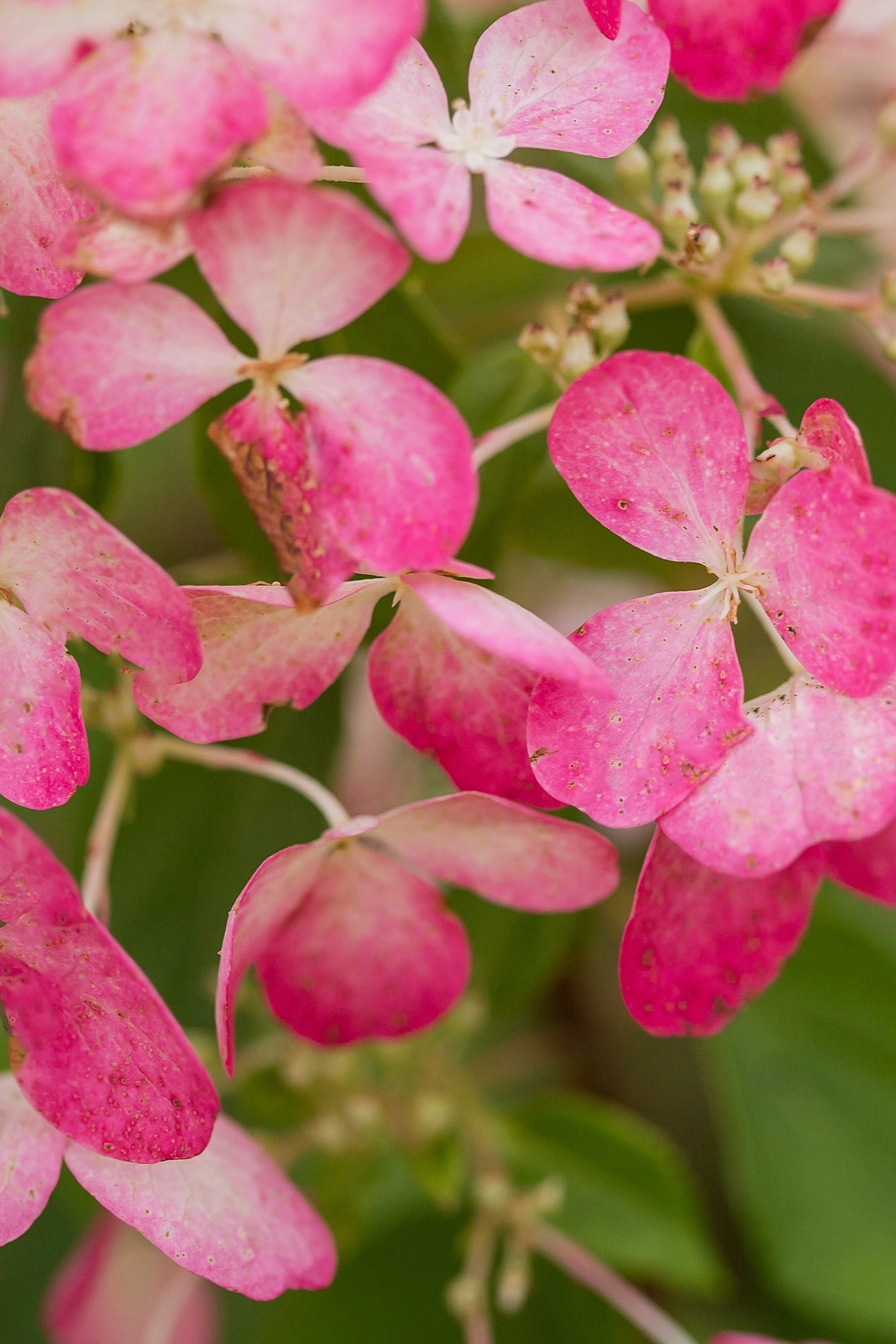 Hydrangea p. 'Diamond Rouge' #5