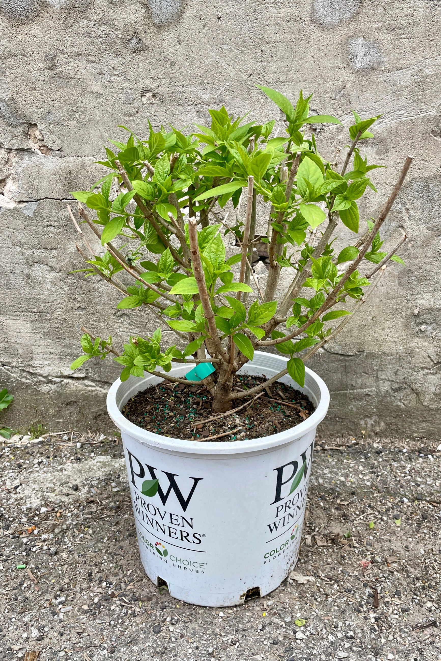 Hydrangea p. 'Limelight' #5