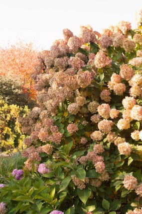 Hydrangea p. 'Limelight' #5 decorative flowerpot  