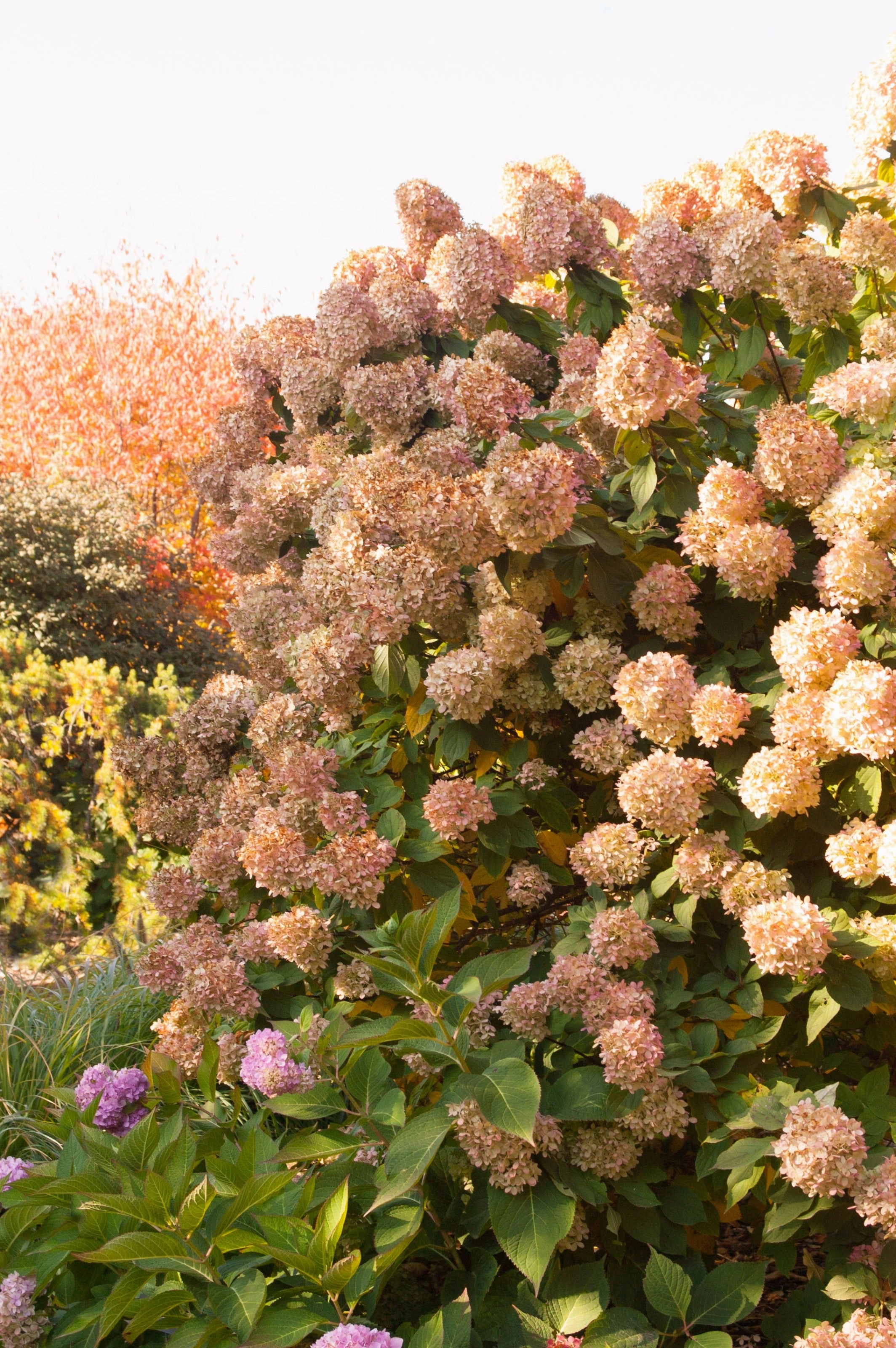 Hydrangea p. 'Limelight' #5 decorative flowerpot  