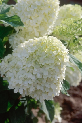 Hydrangea p. 'Limelight' Standard tree form #7 decorative flowerpot  