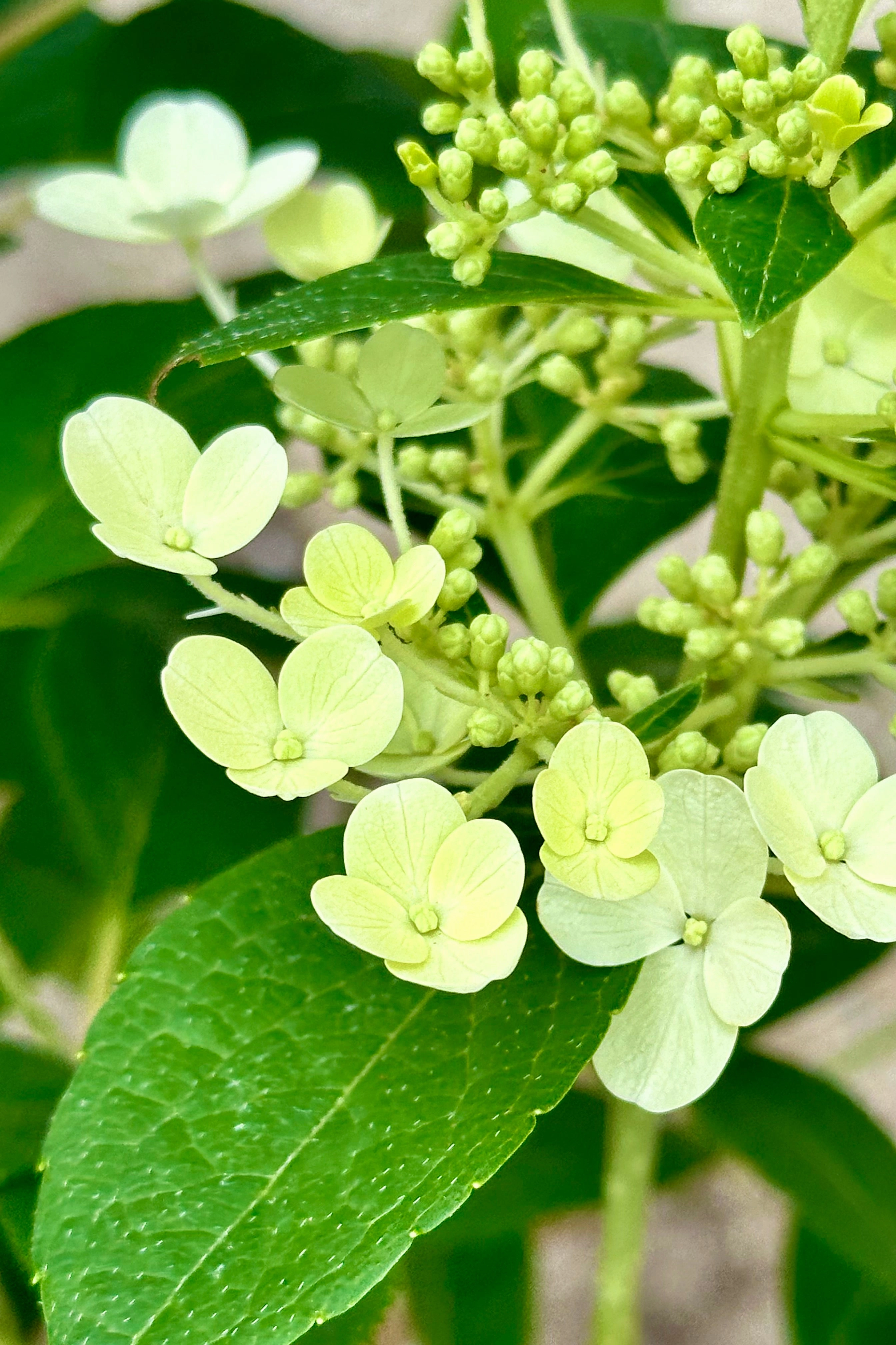 Hydrangea p 'Little Quick Fire' #2